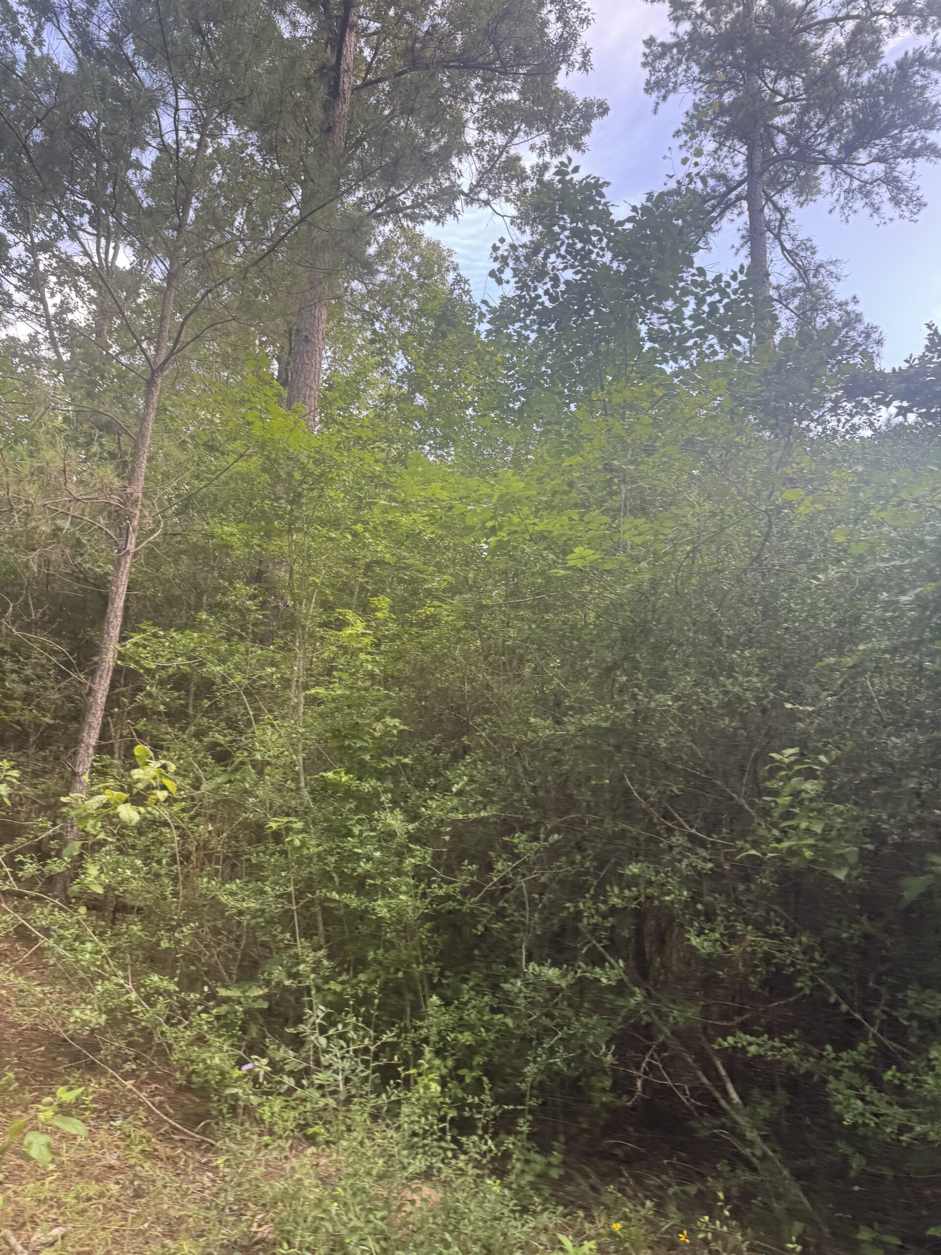 East Texas Hunting/Recreational Land For Sale