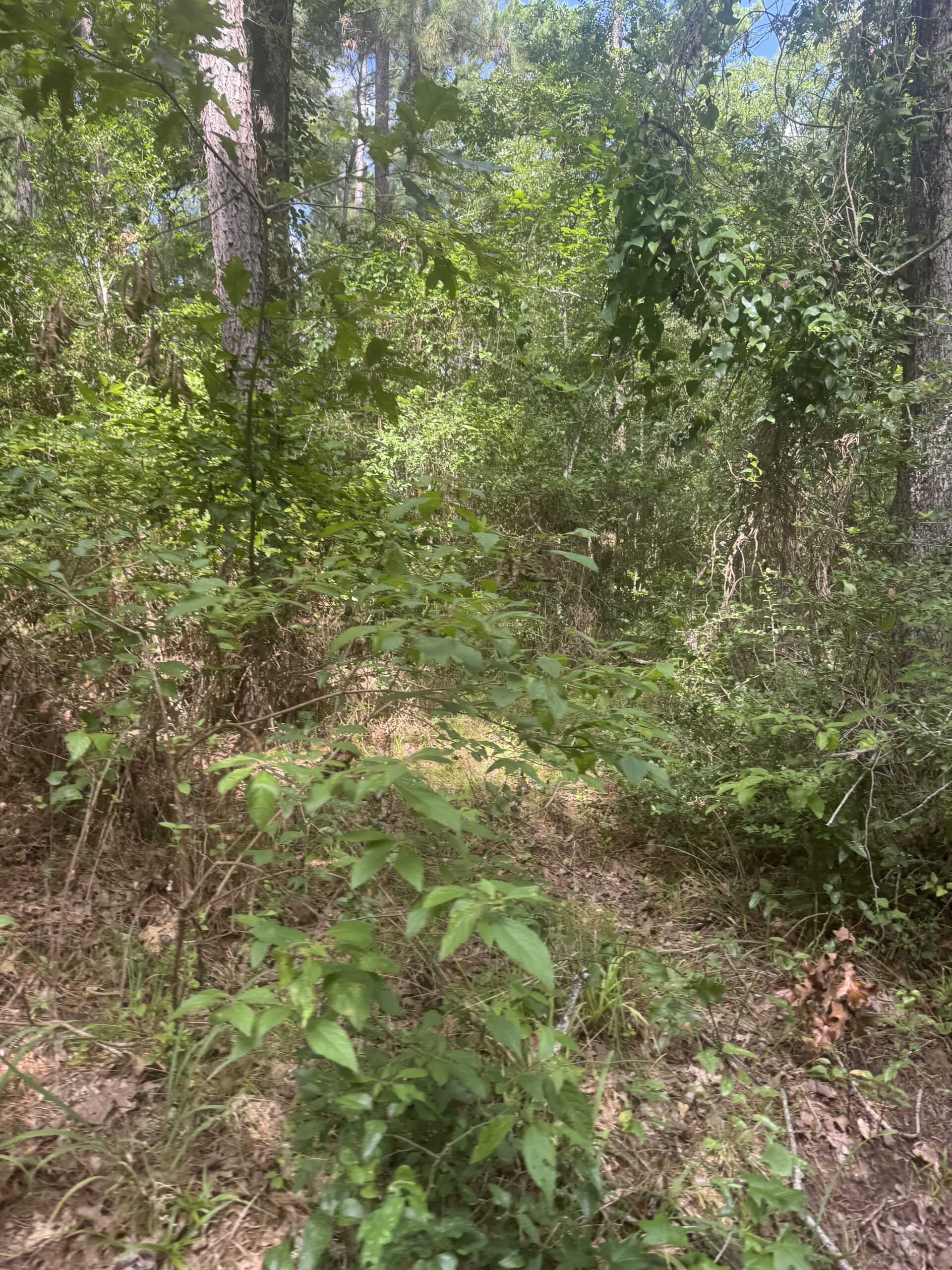 East Texas Hunting/Recreational Land For Sale
