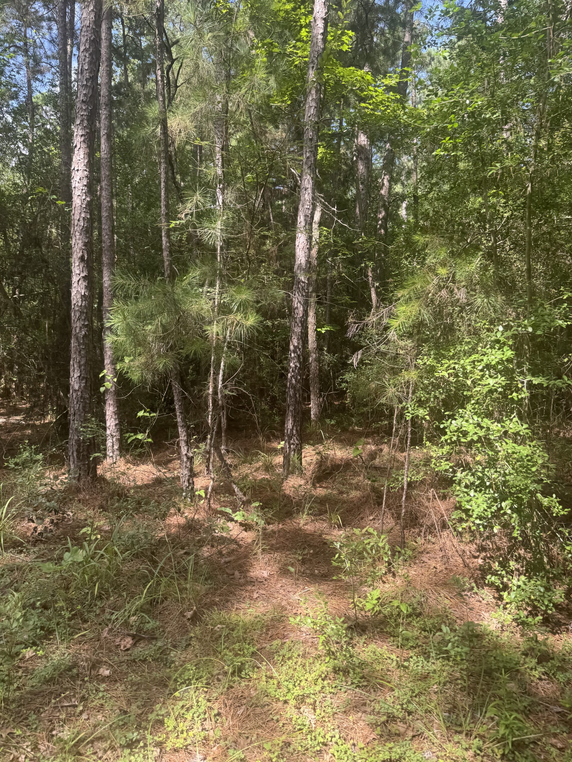 East Texas Hunting/Recreational Land For Sale