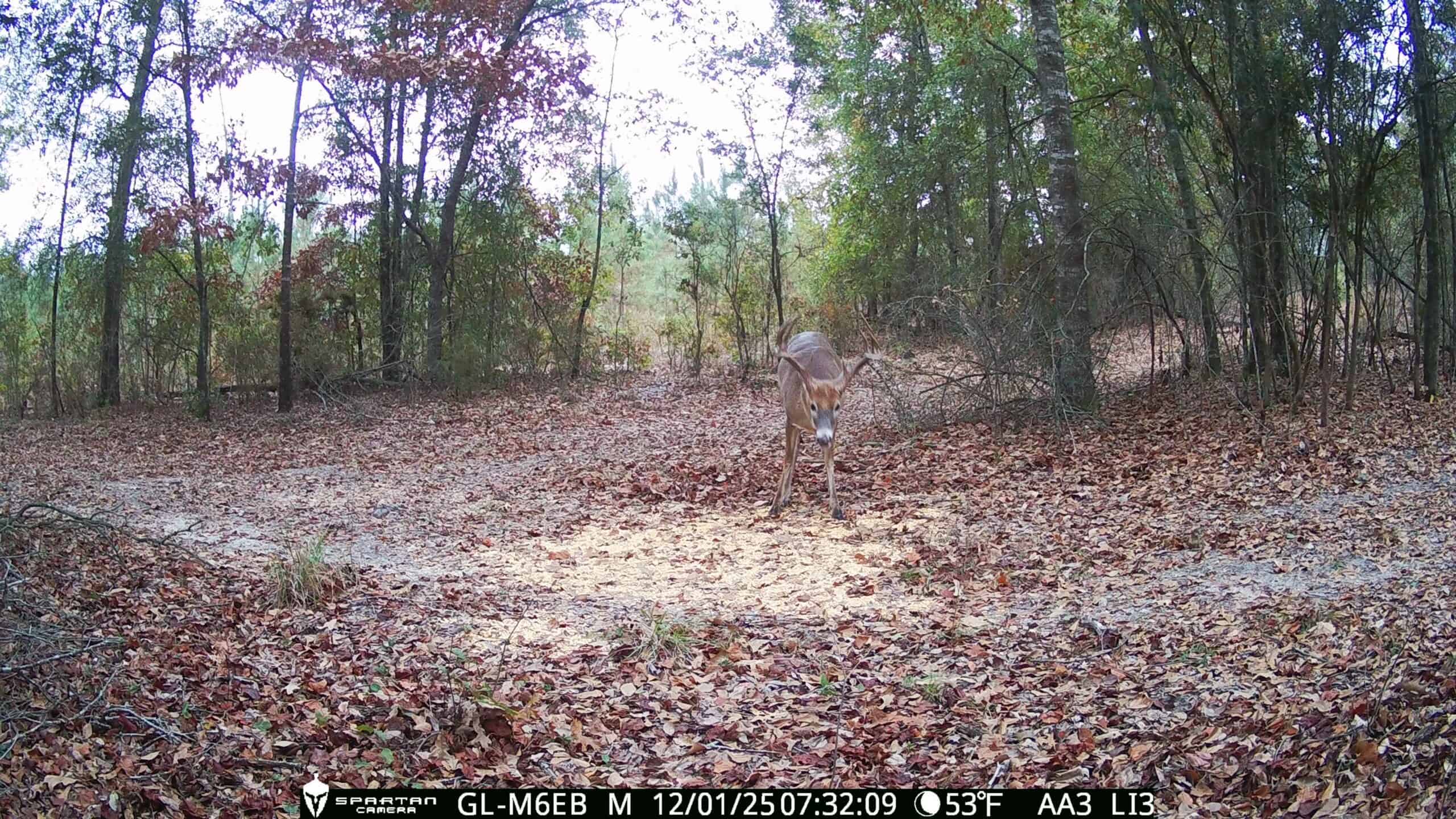 The best of South Georgia living-just outside of Vada, GA