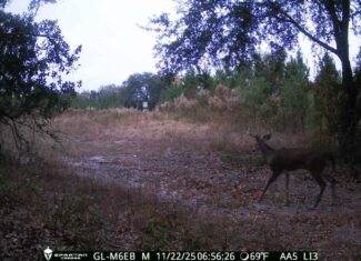 The best of South Georgia living-just outside of Vada, GA