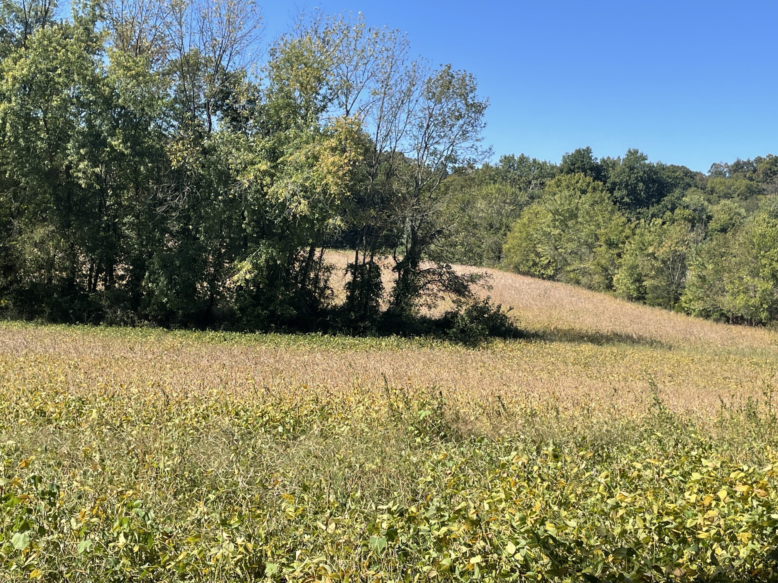 Whitetail and Waterfowl Hunting Property w/ Crop Income in Bowling Green, Kentucky