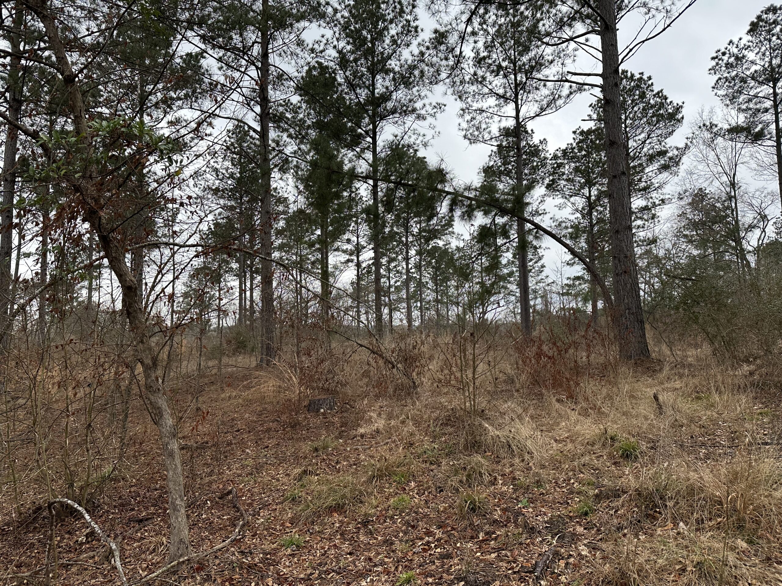 East Texas Hunting/Recreational/Timber Tract For Sale