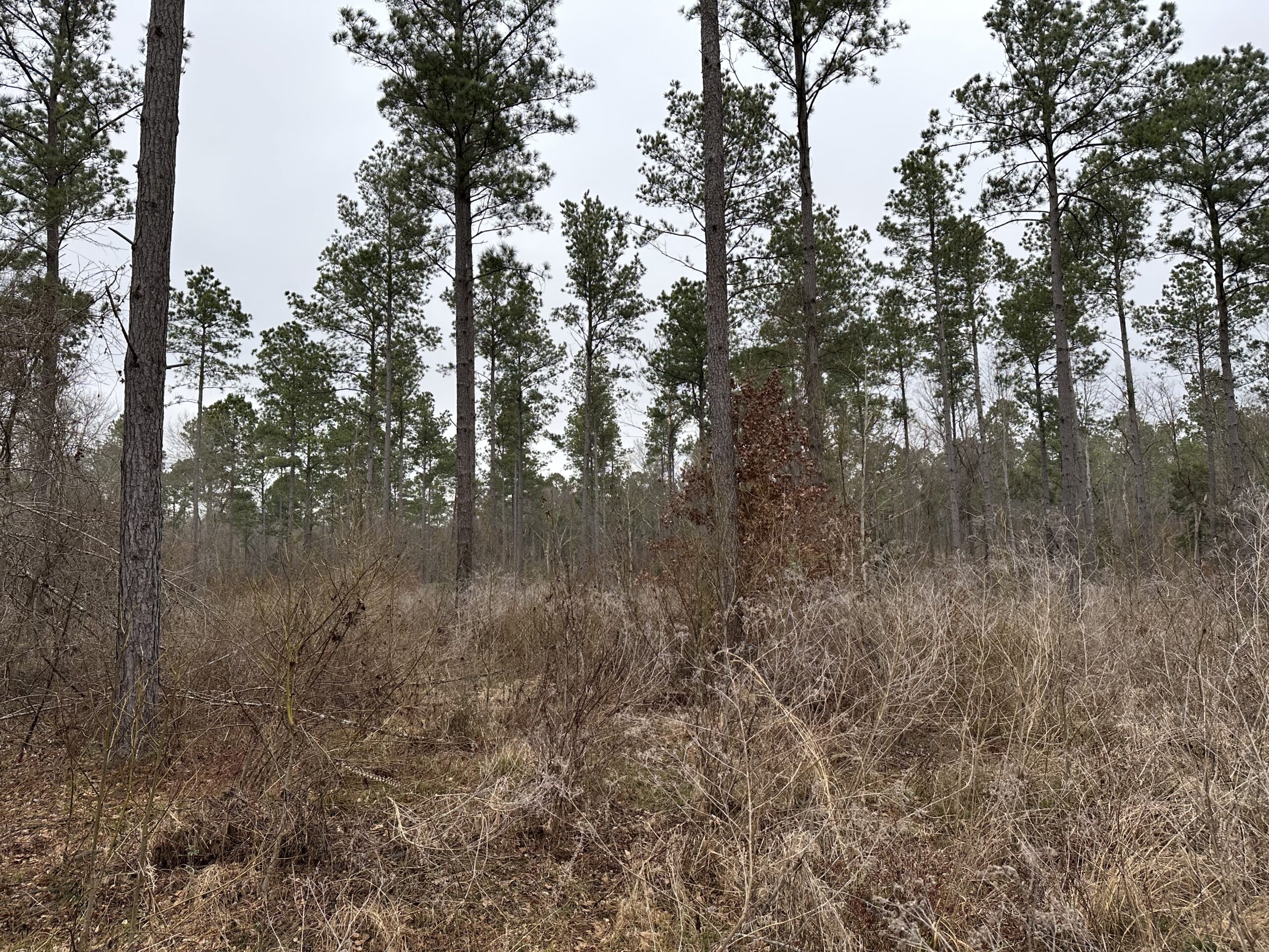East Texas Hunting/Recreational/Timber Tract For Sale