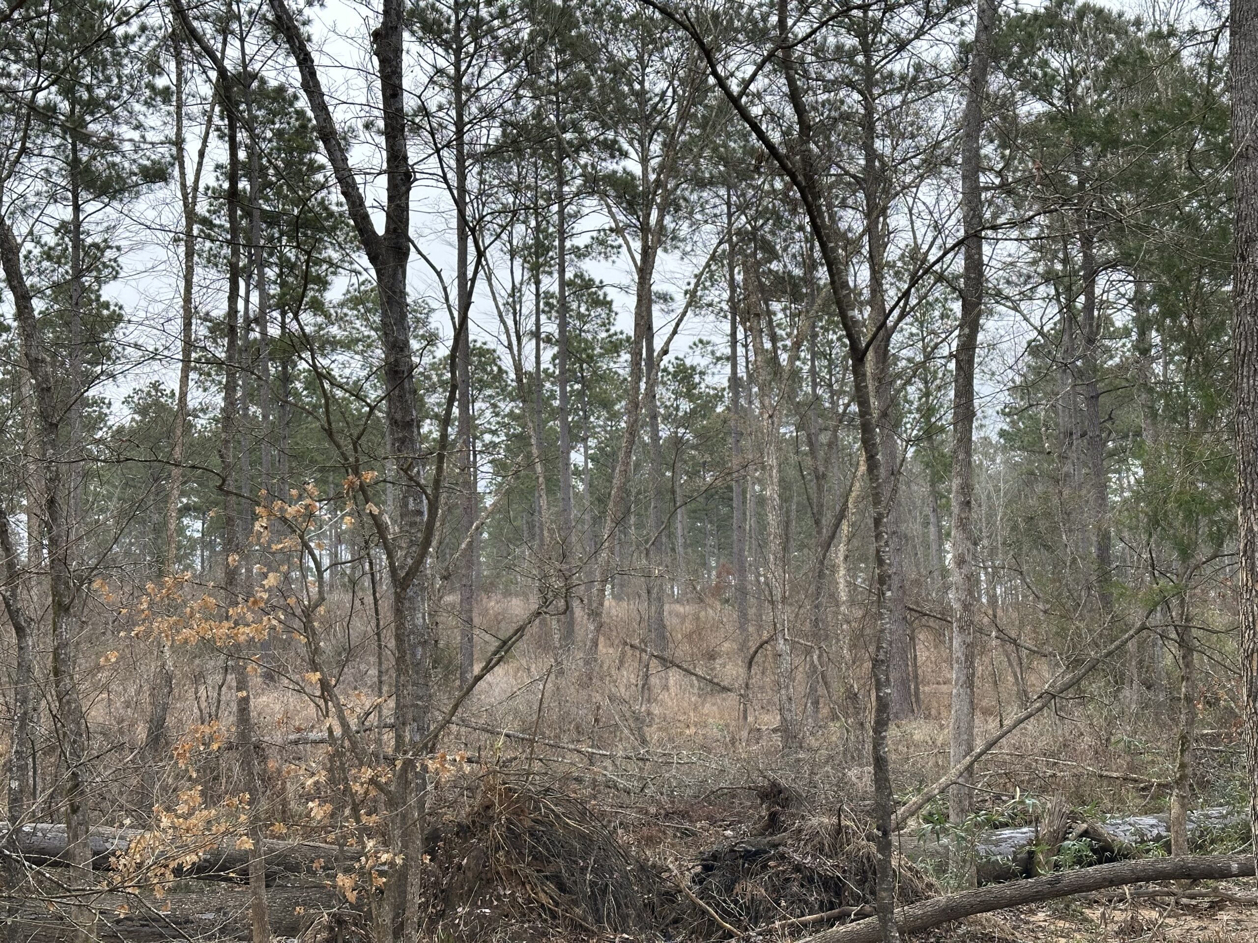 East Texas Hunting/Recreational/Timber Tract For Sale