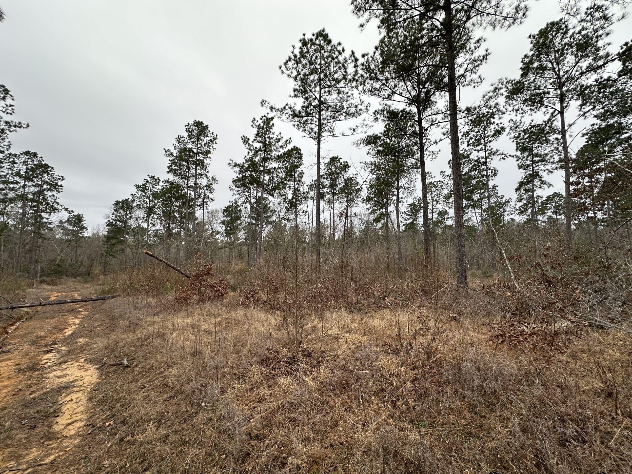 East Texas Hunting/Recreational/Timber Tract For Sale