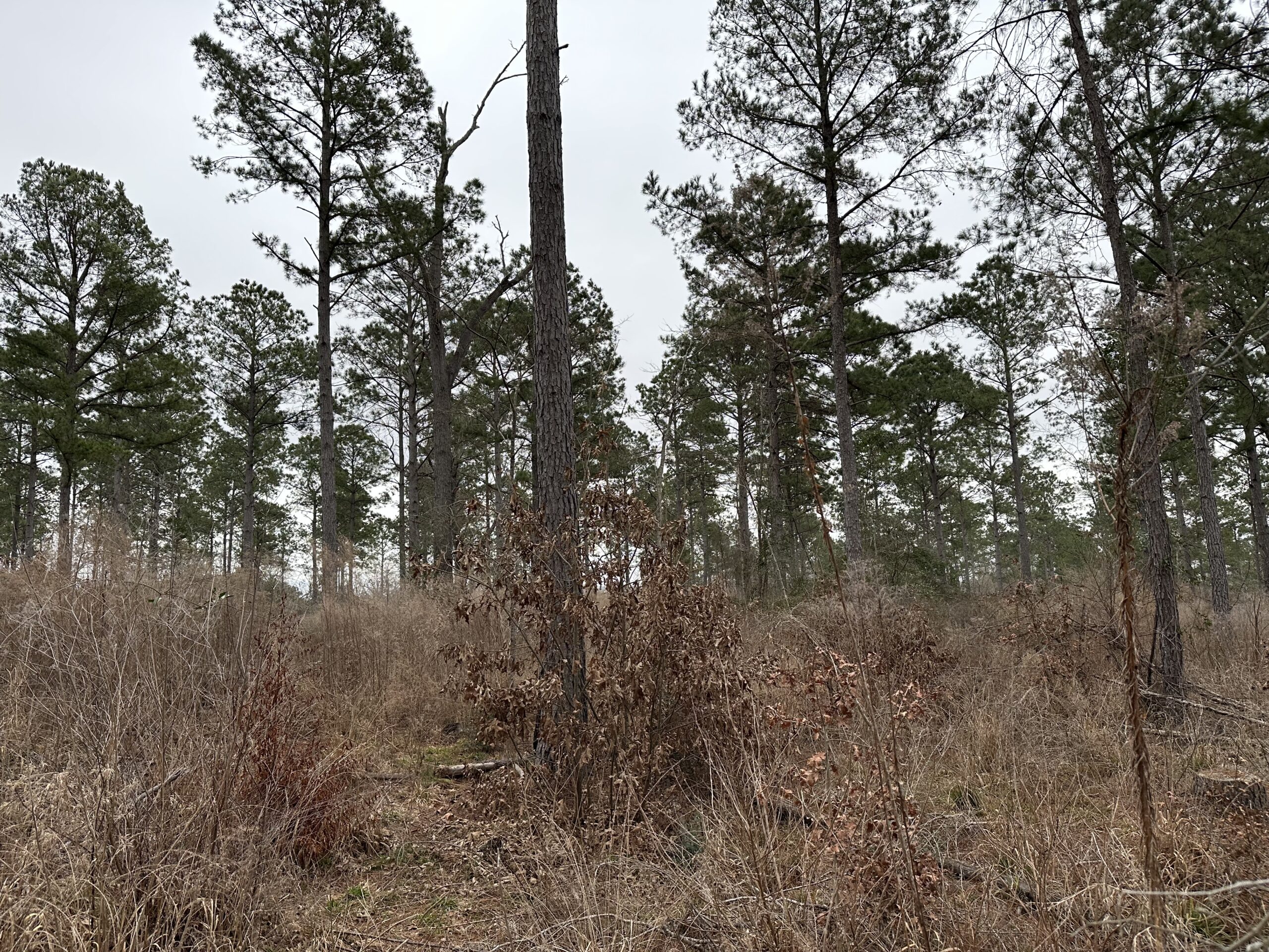 East Texas Hunting/Recreational/Timber Tract For Sale