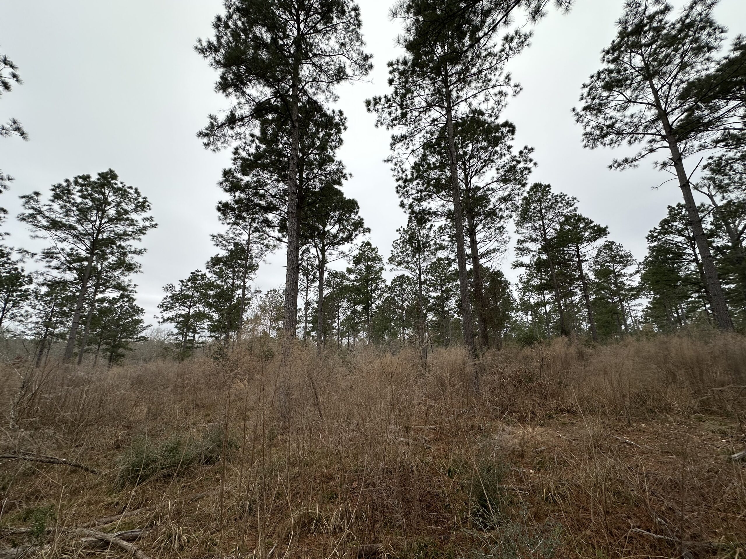 East Texas Hunting/Recreational/Timber Tract For Sale