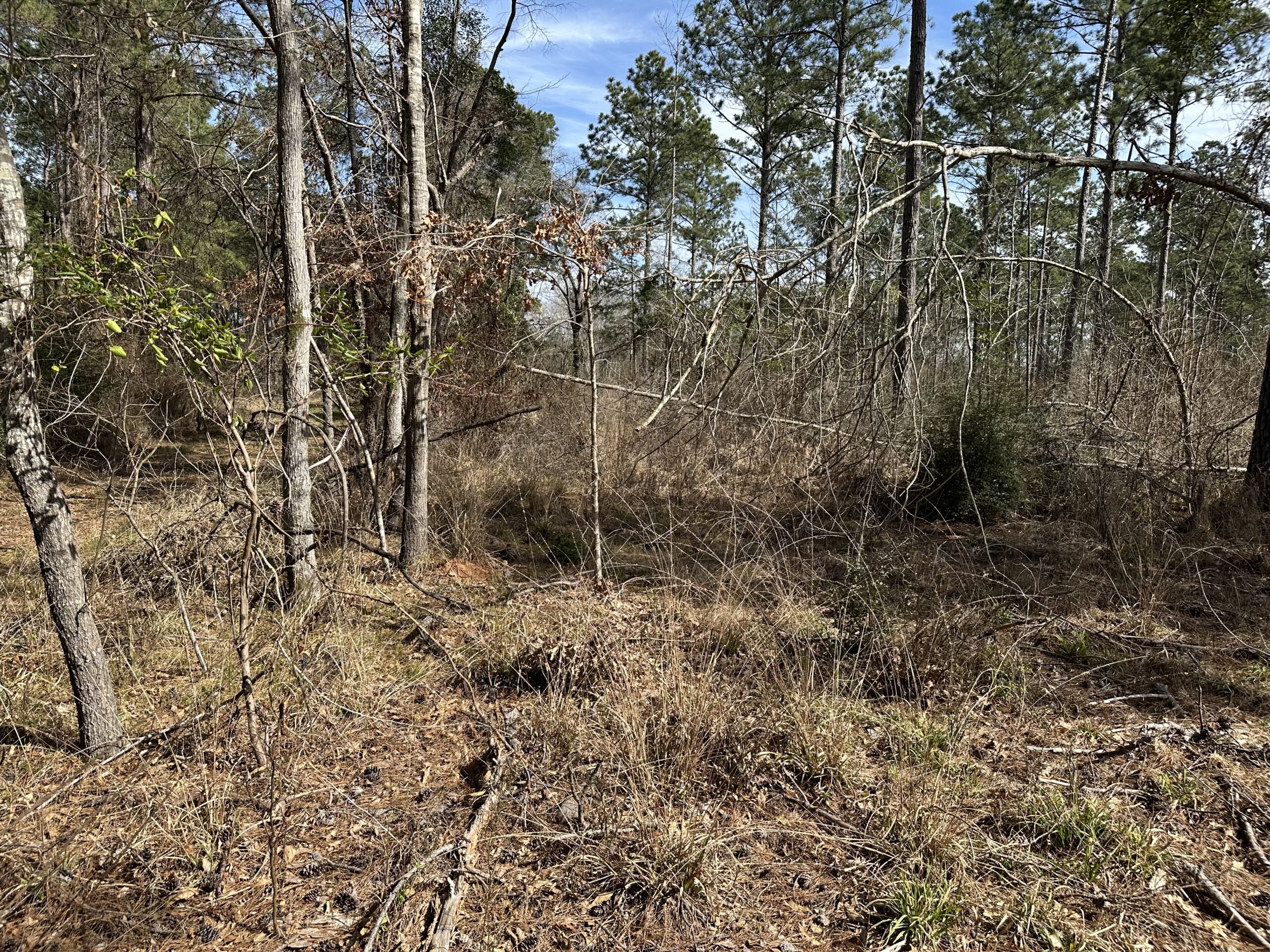 East Texas Hunting/Recreational/Timber Tract For Sale