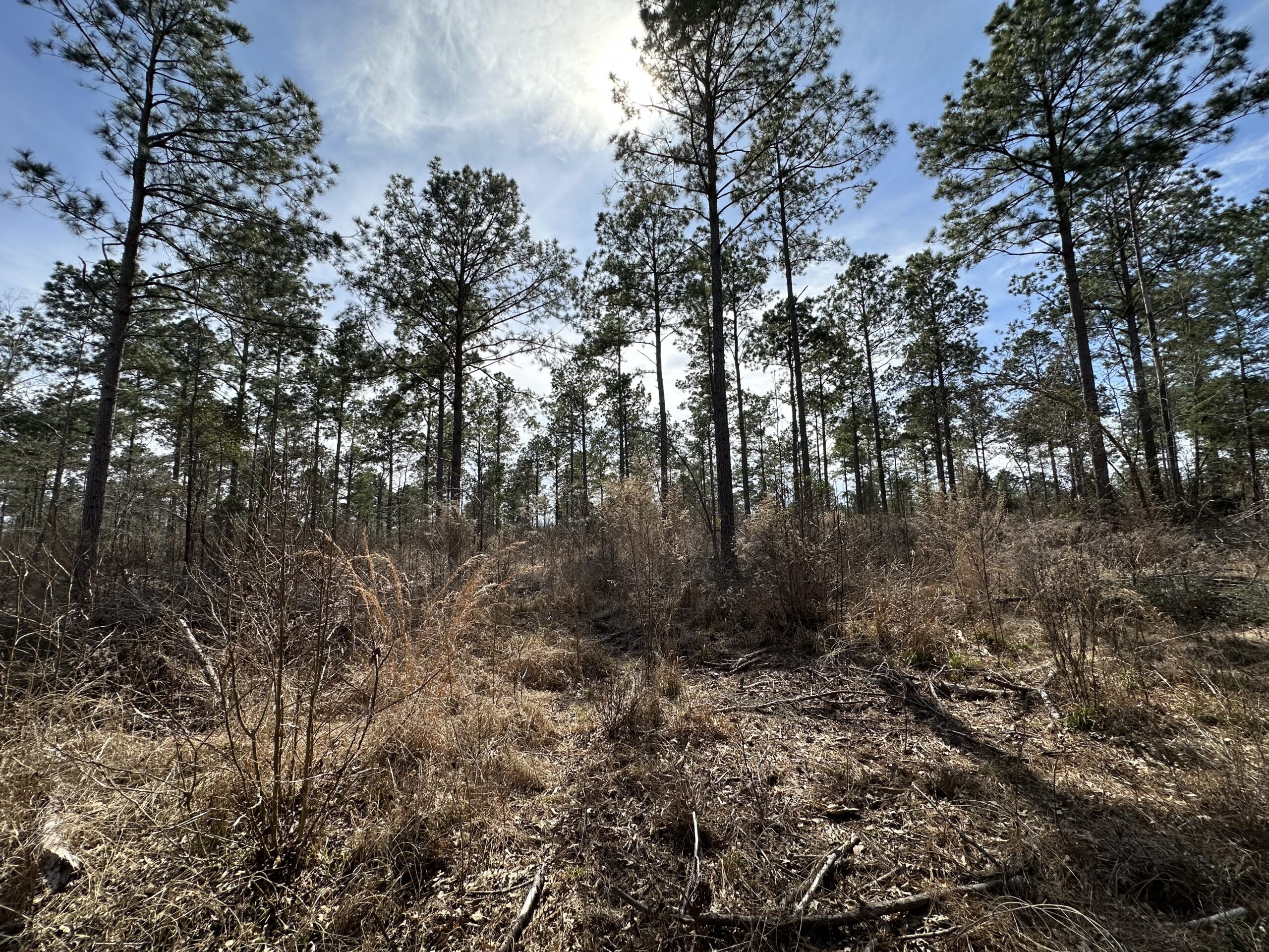 East Texas Hunting/Recreational/Timber Tract For Sale