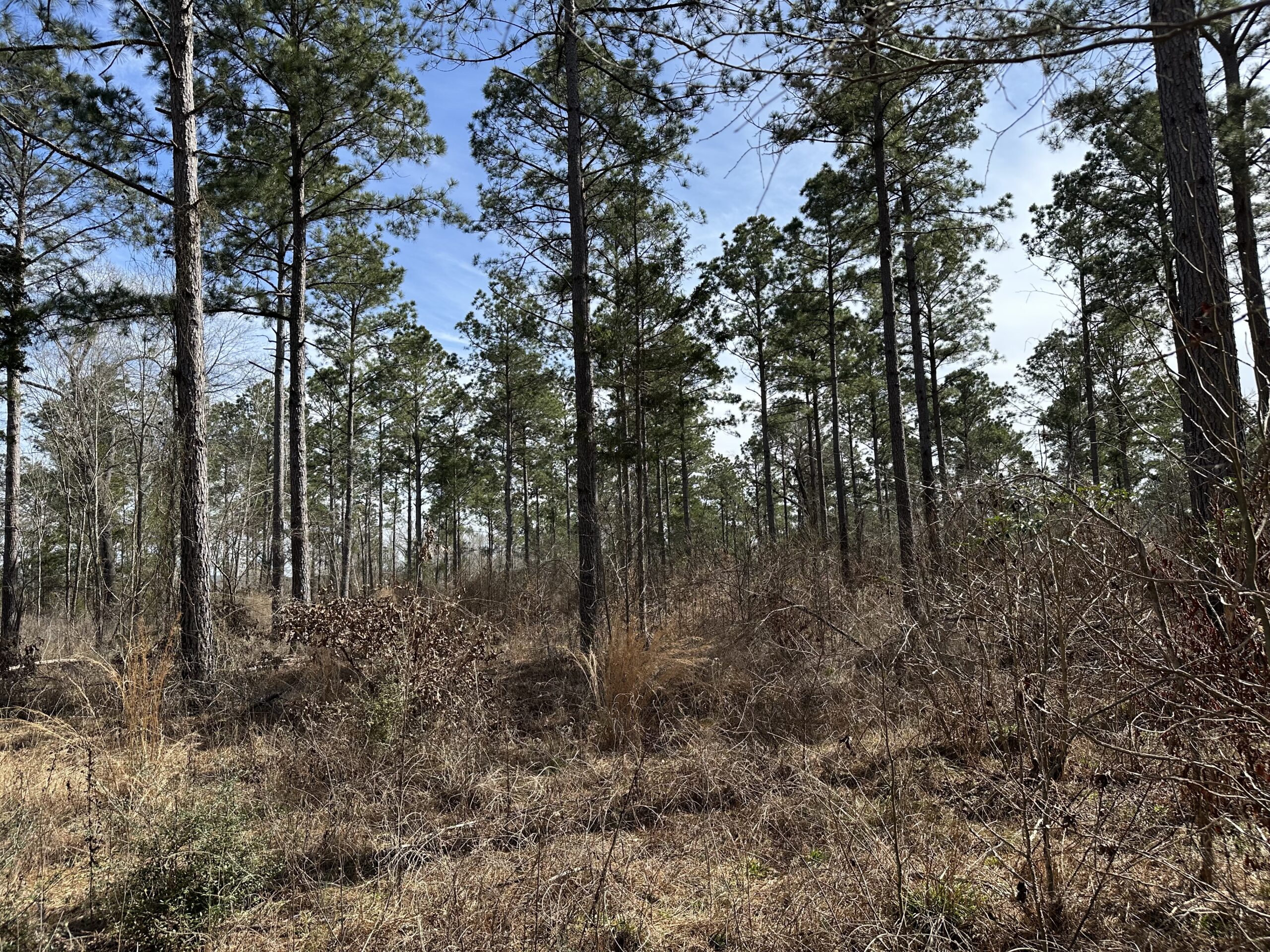 East Texas Hunting/Recreational/Timber Tract For Sale