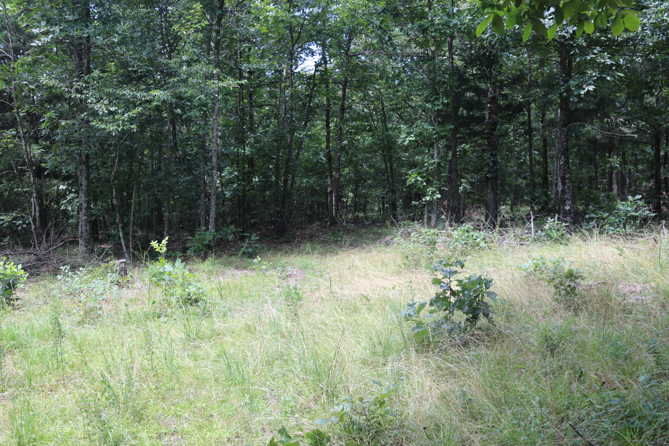 134 Acres For Sale in the Ozark Mountains