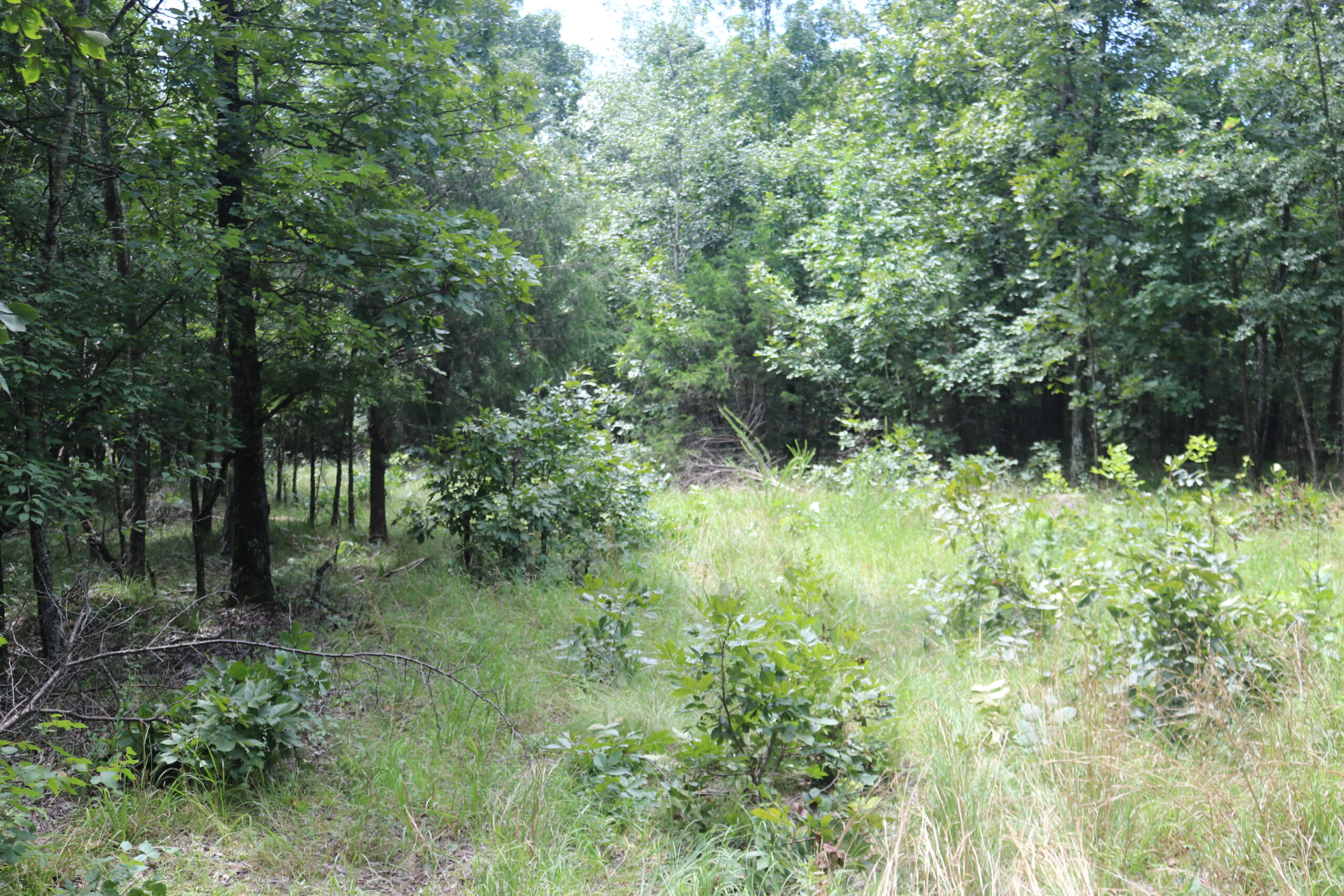 134 Acres For Sale in the Ozark Mountains