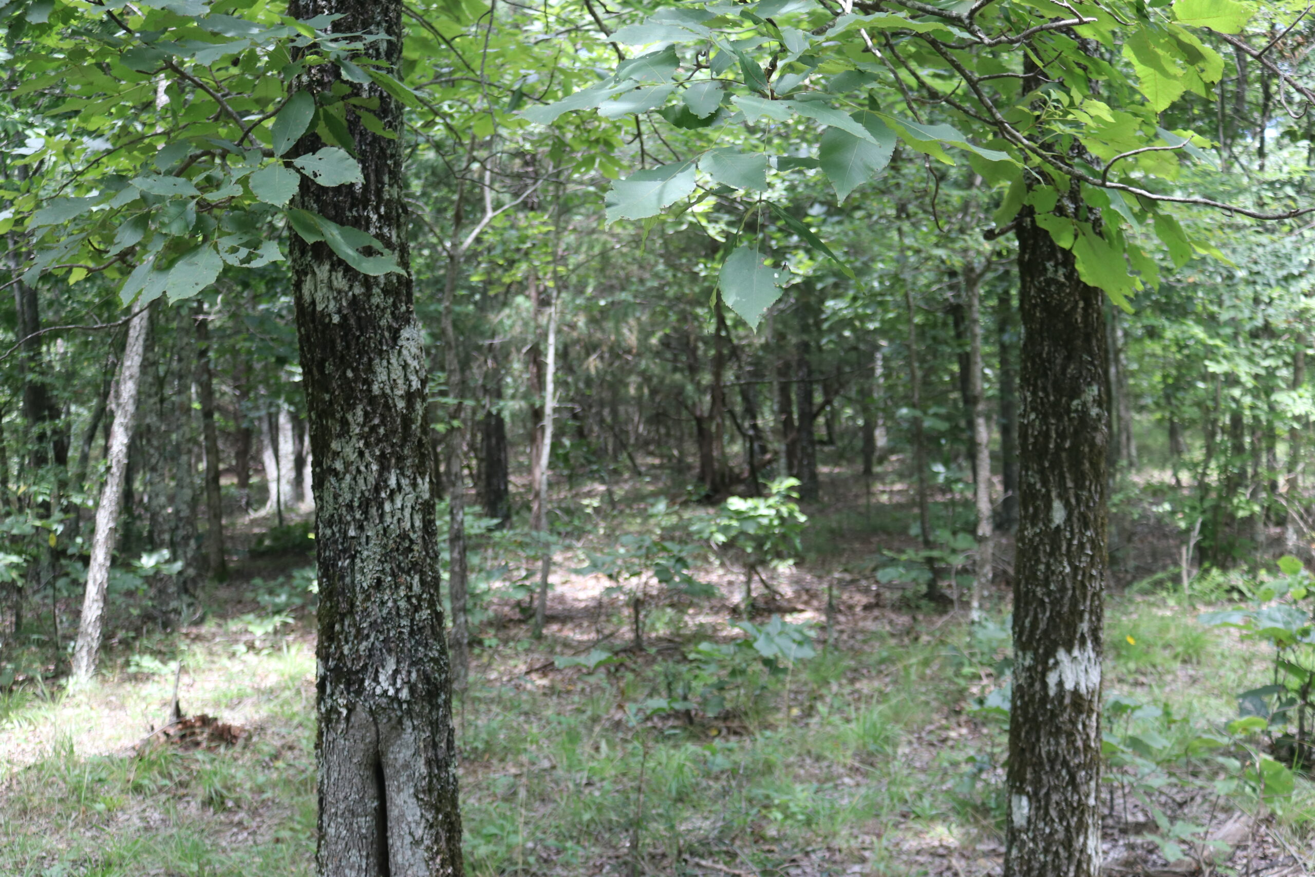 134 Acres For Sale in the Ozark Mountains
