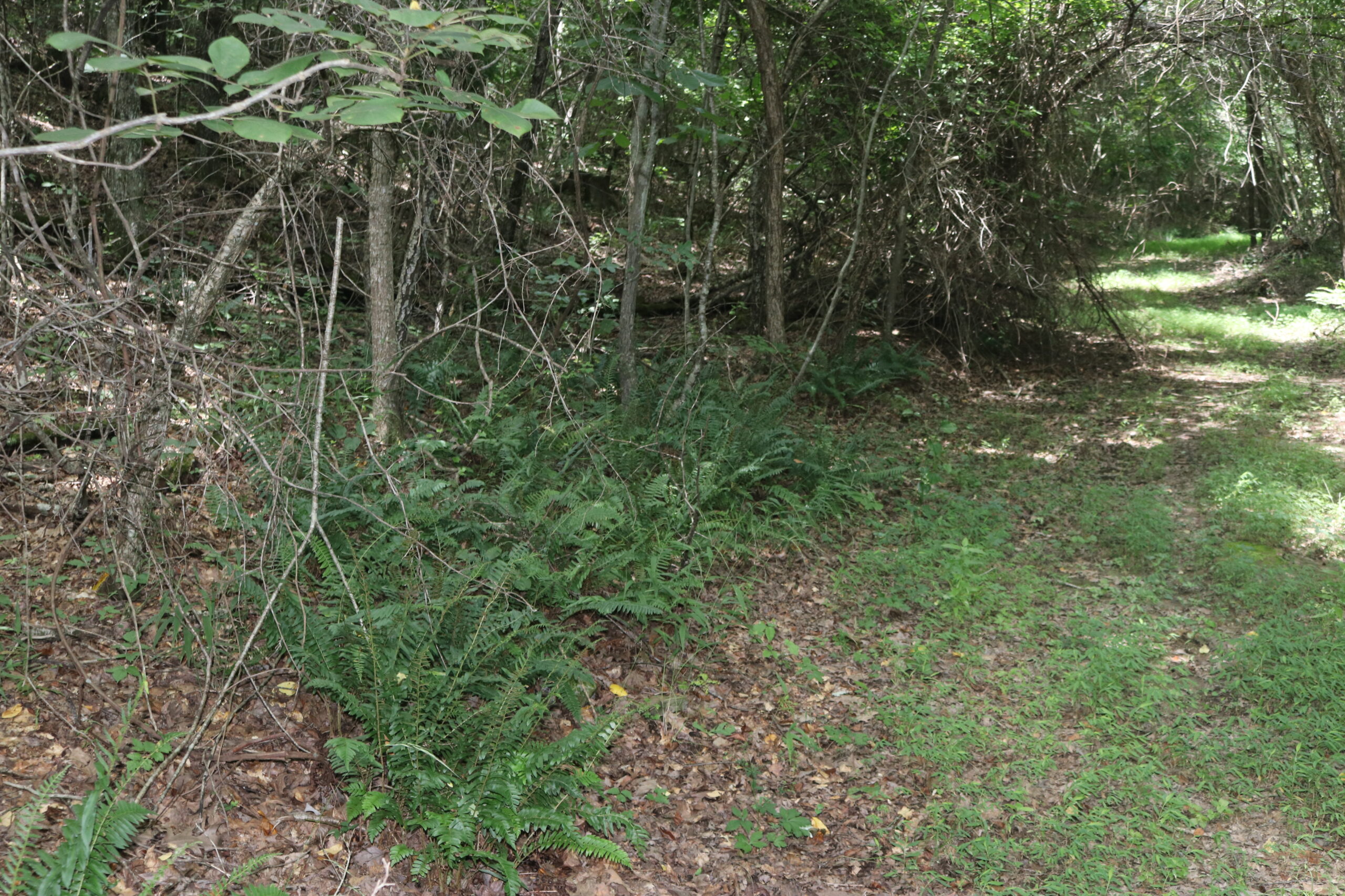 134 Acres For Sale in the Ozark Mountains