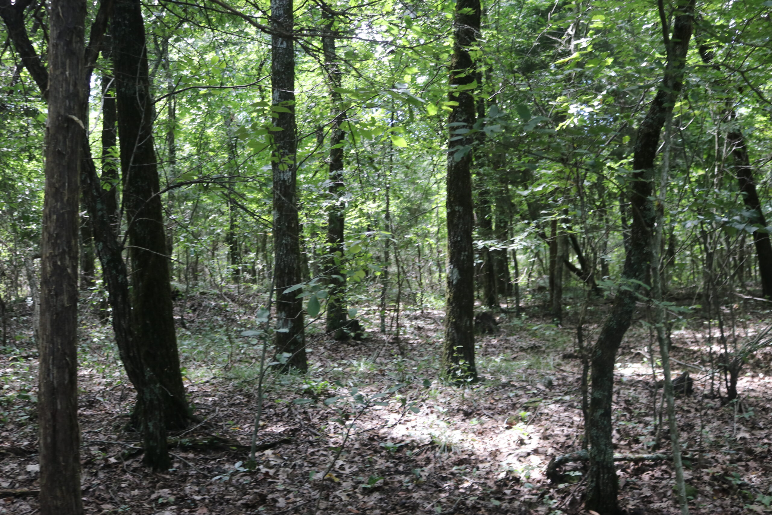 134 Acres For Sale in the Ozark Mountains