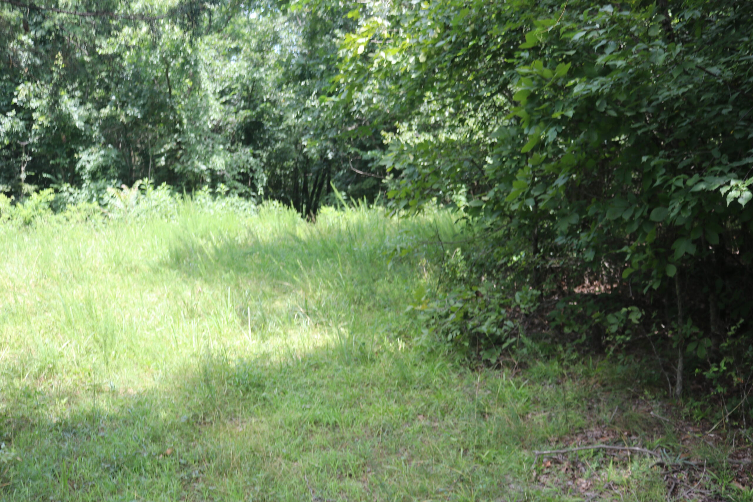 134 Acres For Sale in the Ozark Mountains