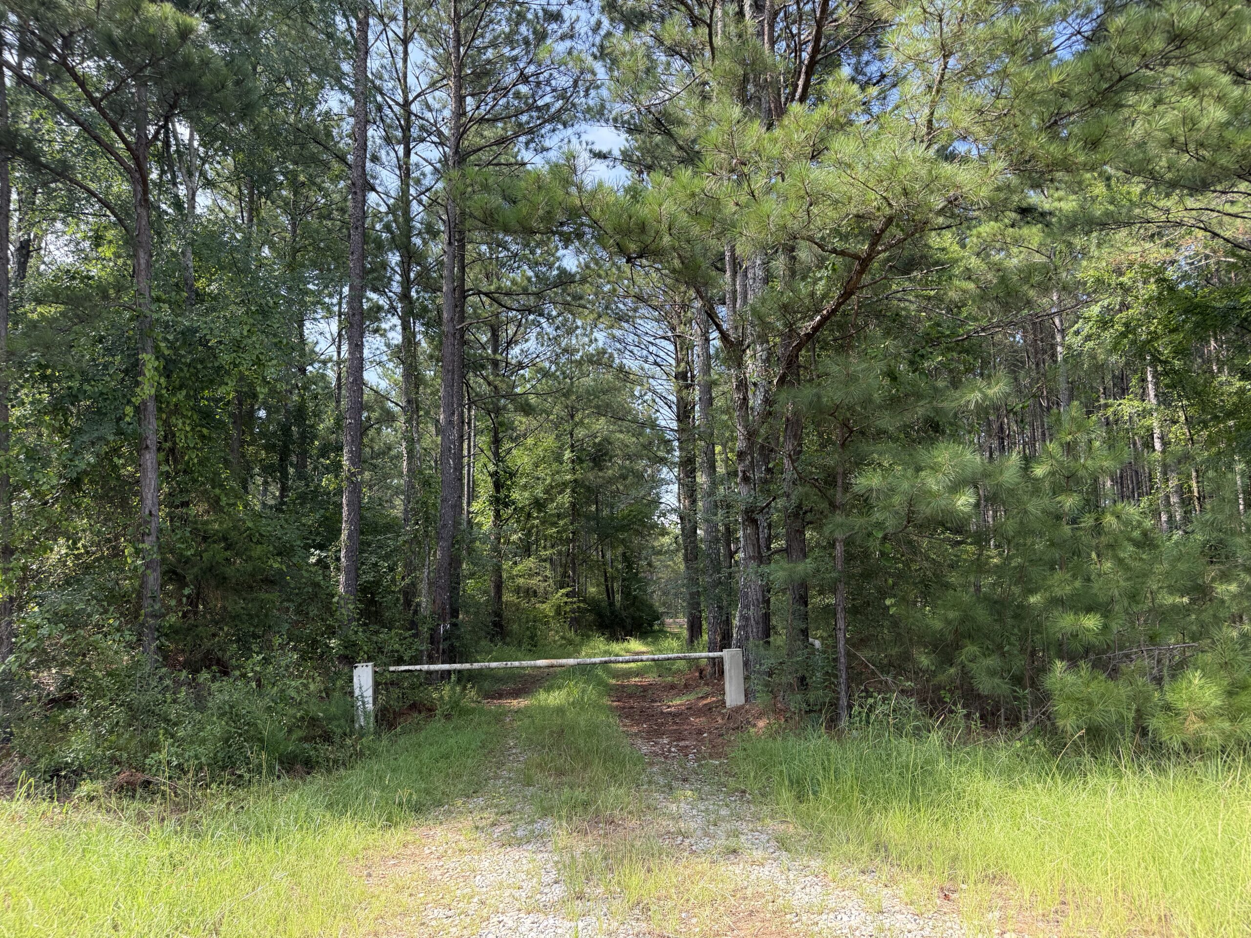 64 acres in Olgethorpe county with an off grid cabin – Ready for deer season!