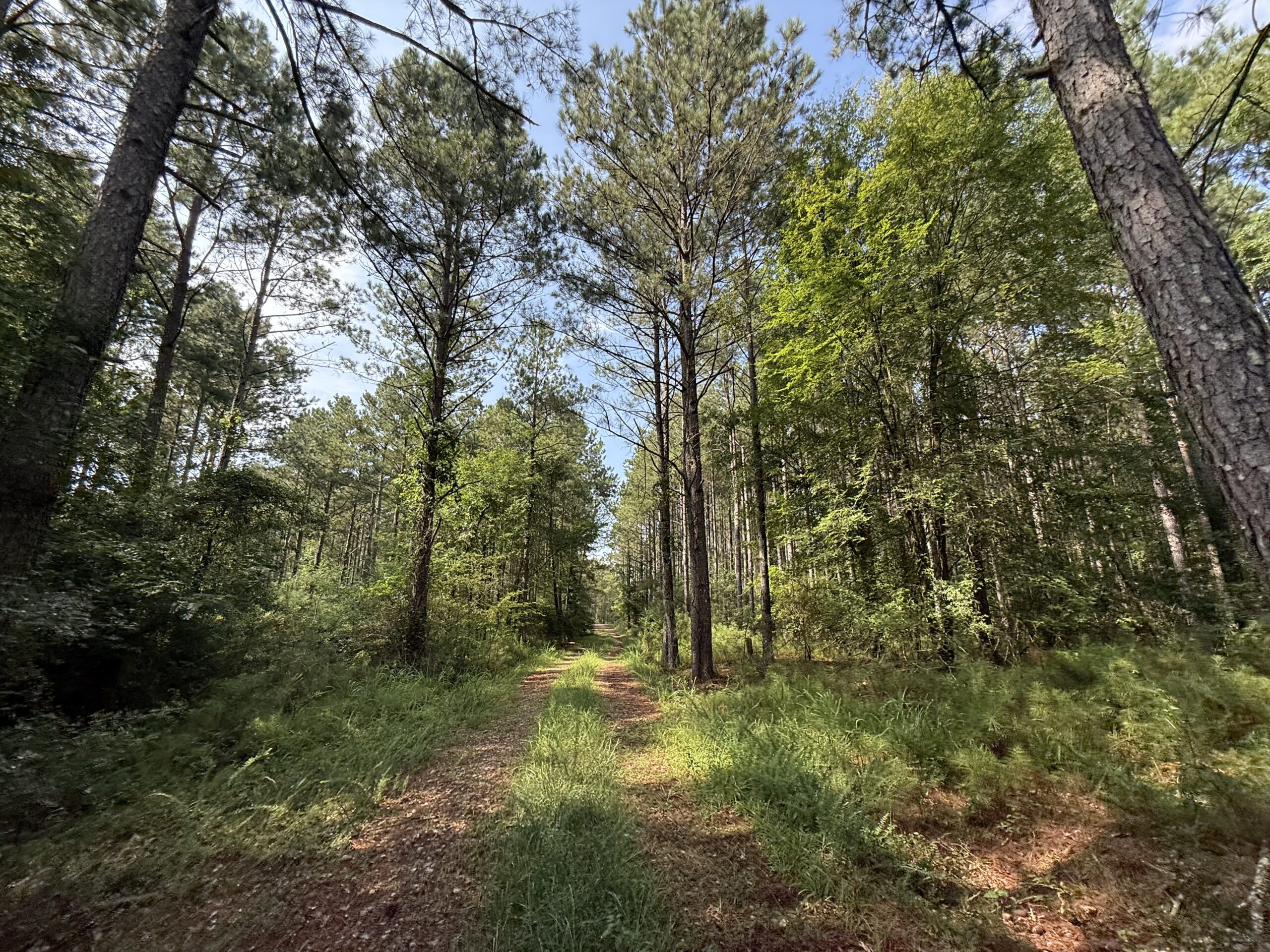 64 acres in Olgethorpe county with an off grid cabin – Ready for deer season!