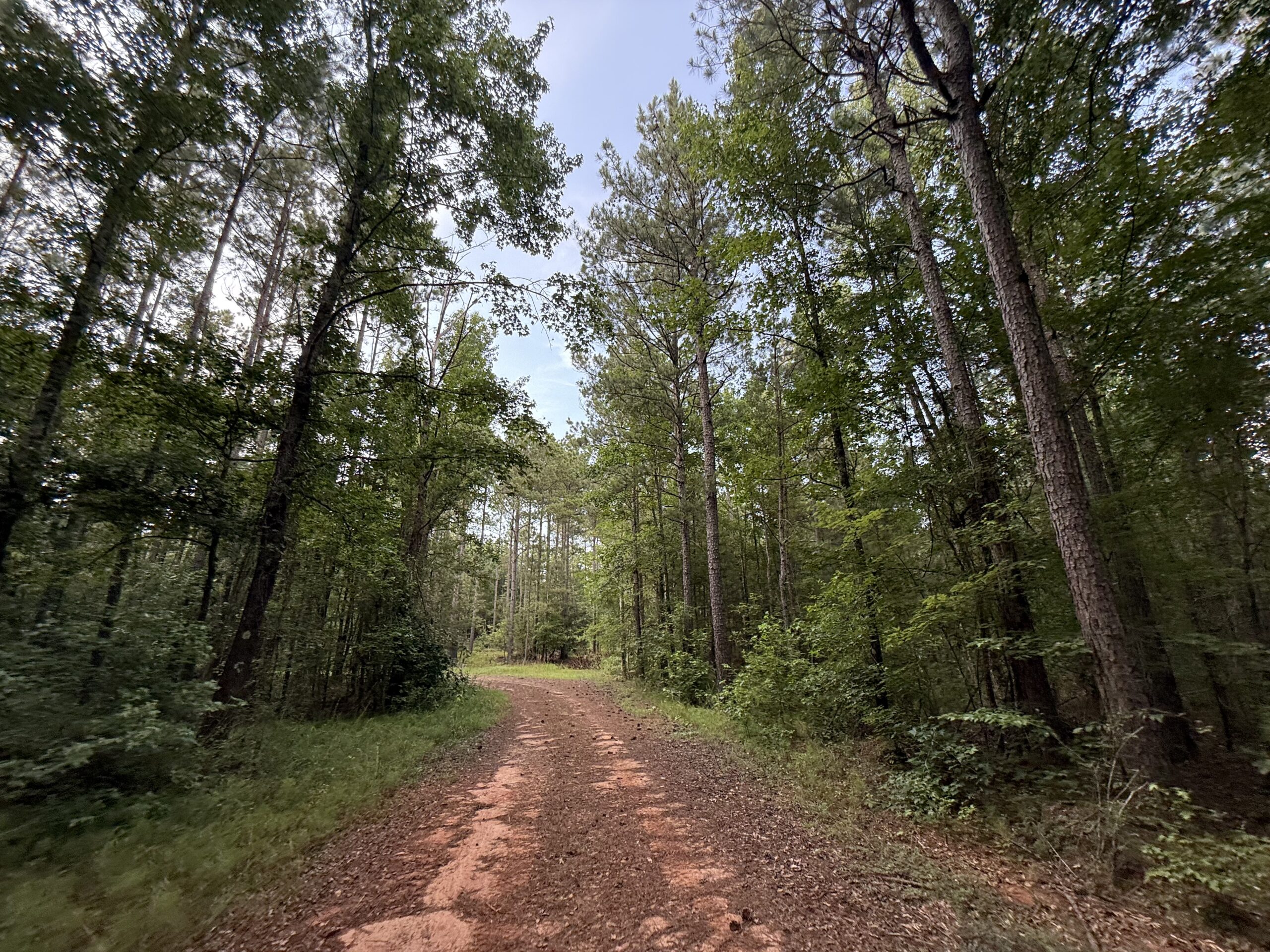 64 acres in Olgethorpe county with an off grid cabin – Ready for deer season!