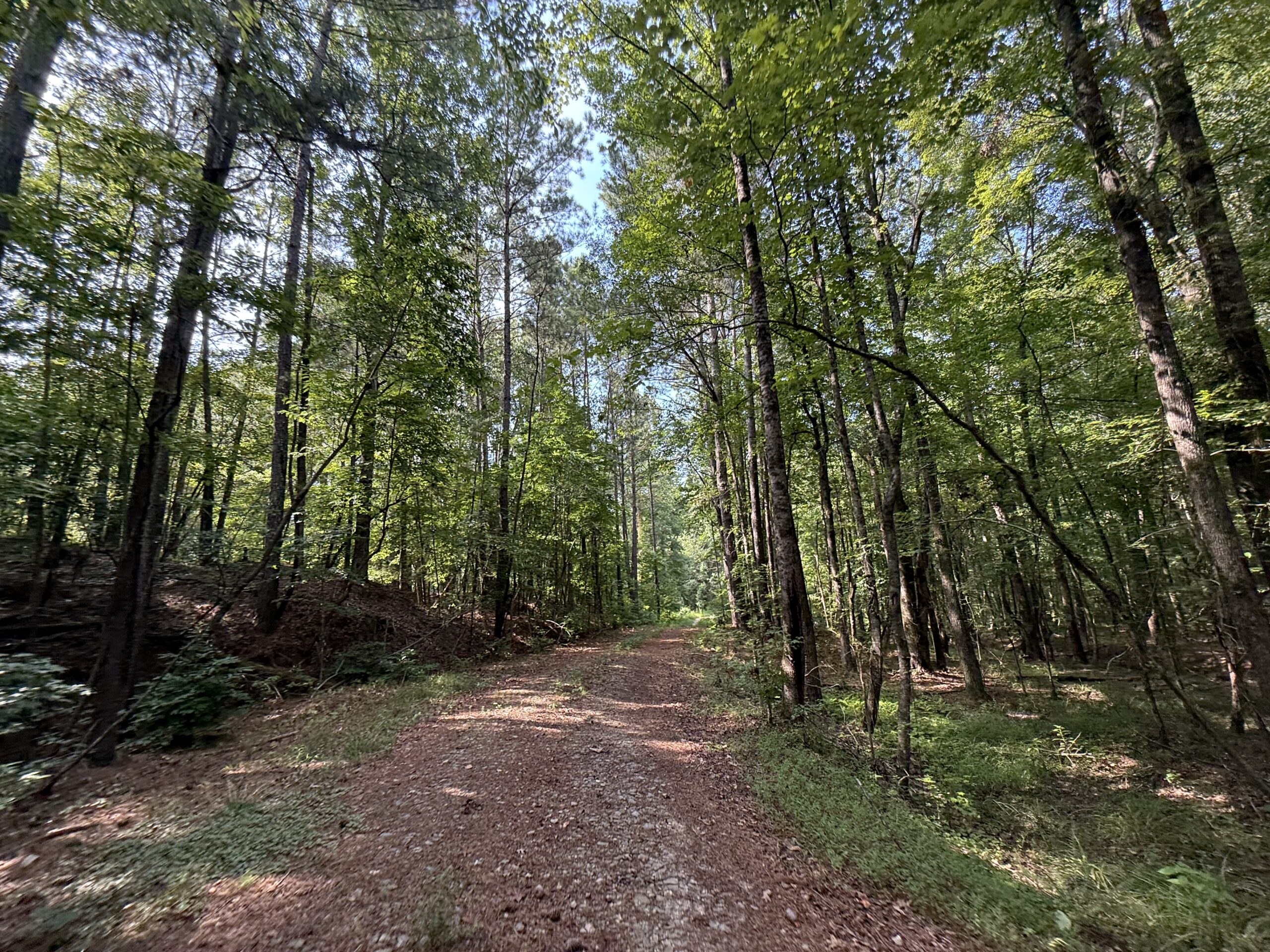 64 acres in Olgethorpe county with an off grid cabin – Ready for deer season!