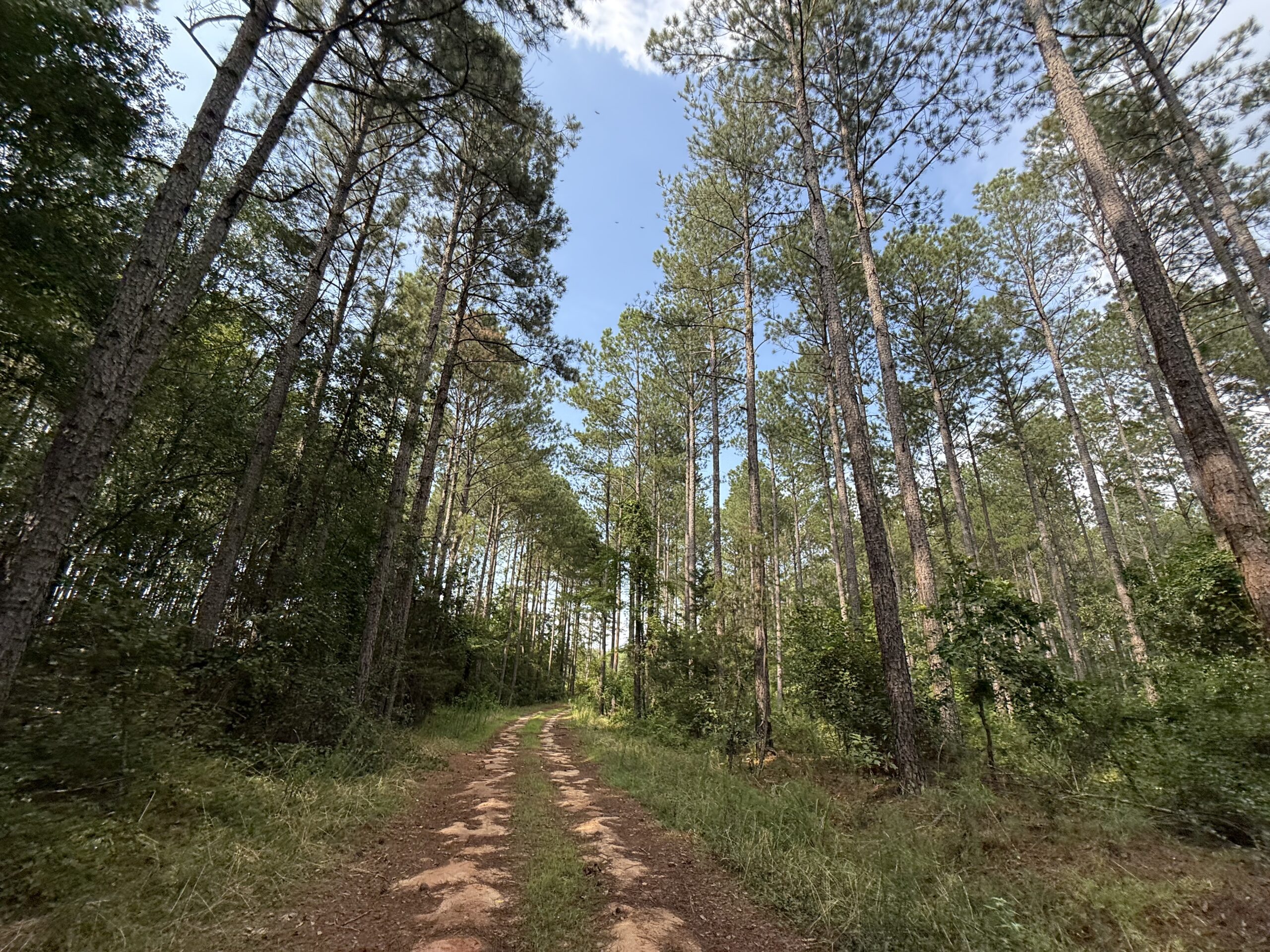 64 acres in Olgethorpe county with an off grid cabin – Ready for deer season!