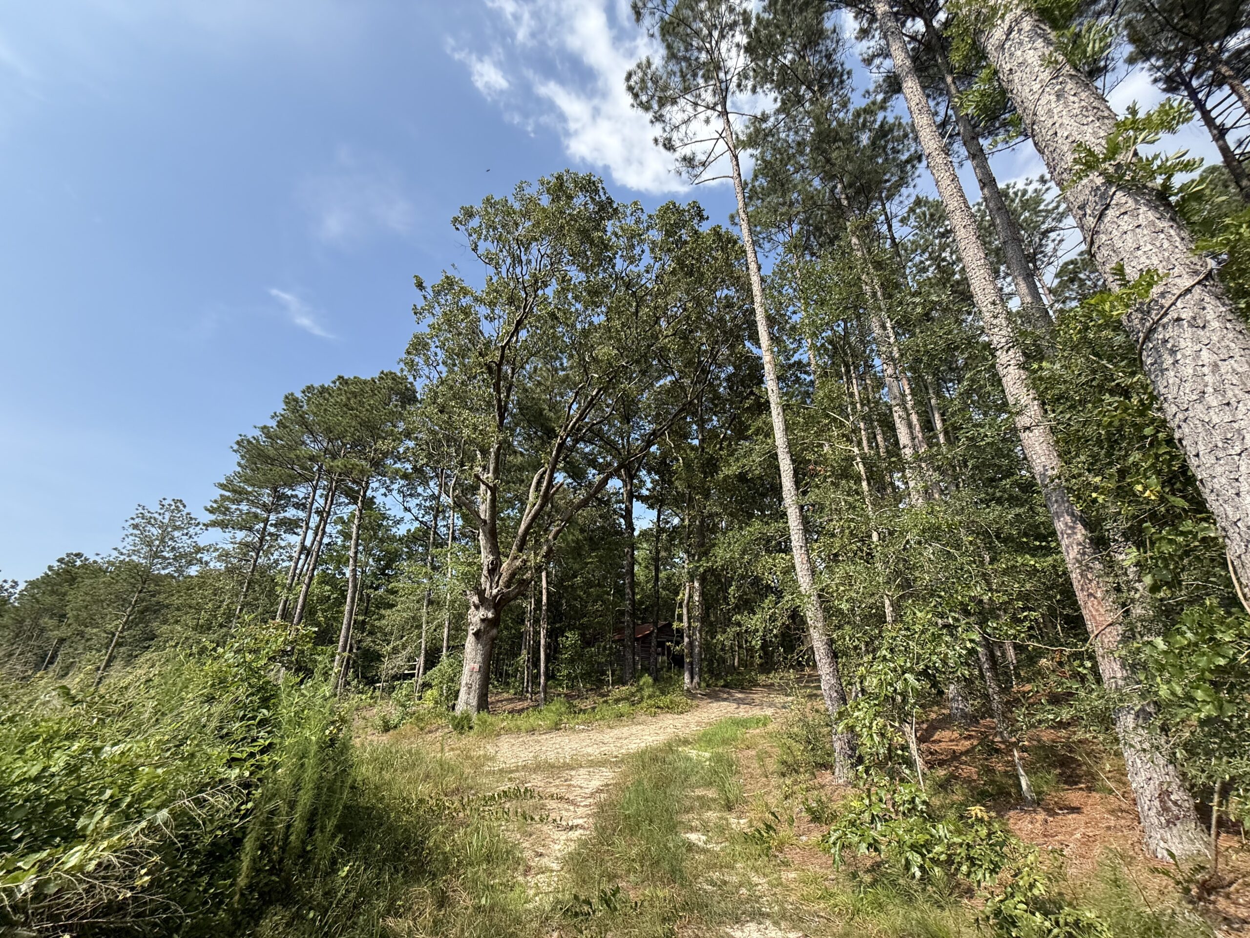 64 acres in Olgethorpe county with an off grid cabin – Ready for deer season!