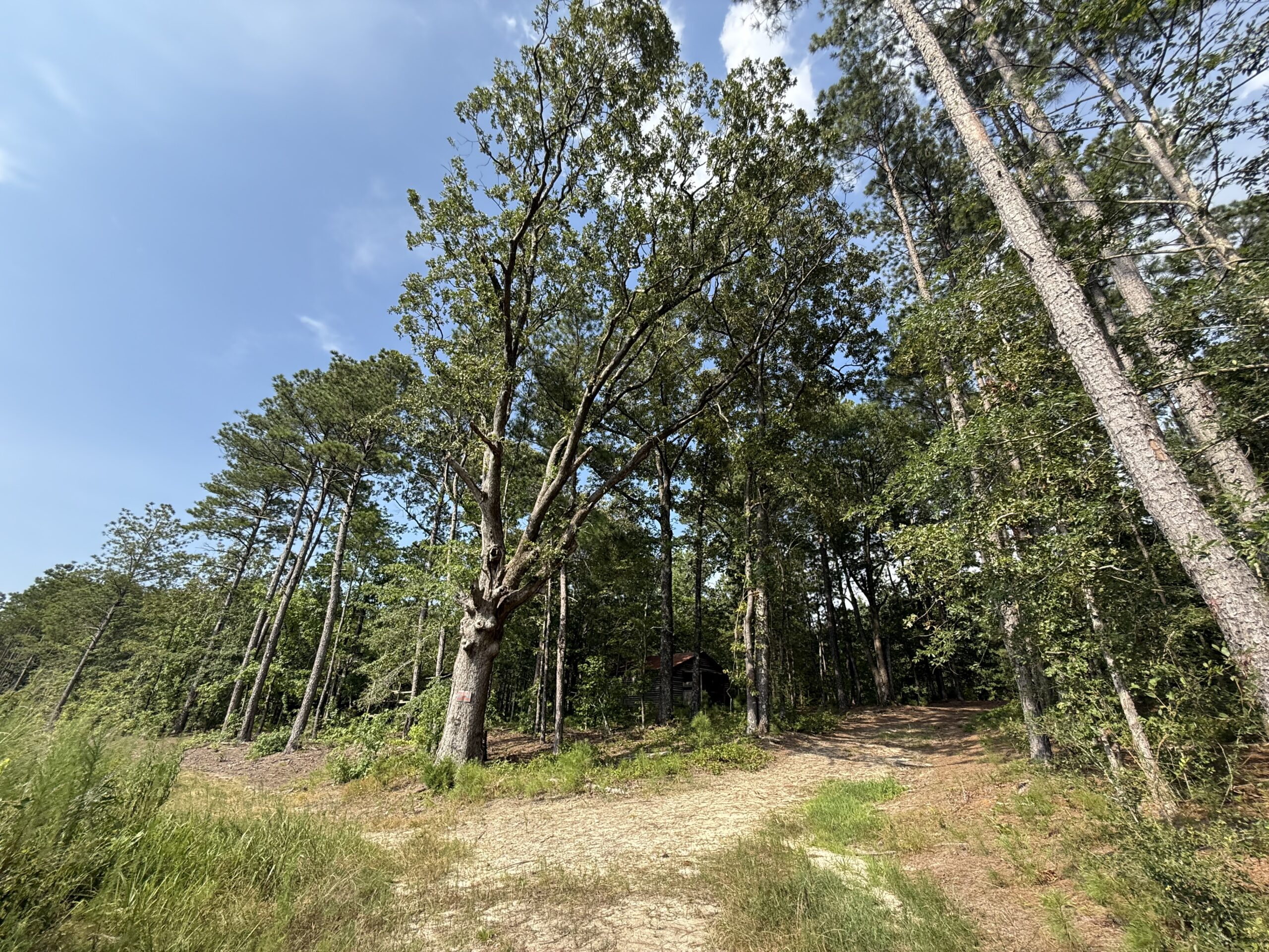 64 acres in Olgethorpe county with an off grid cabin – Ready for deer season!