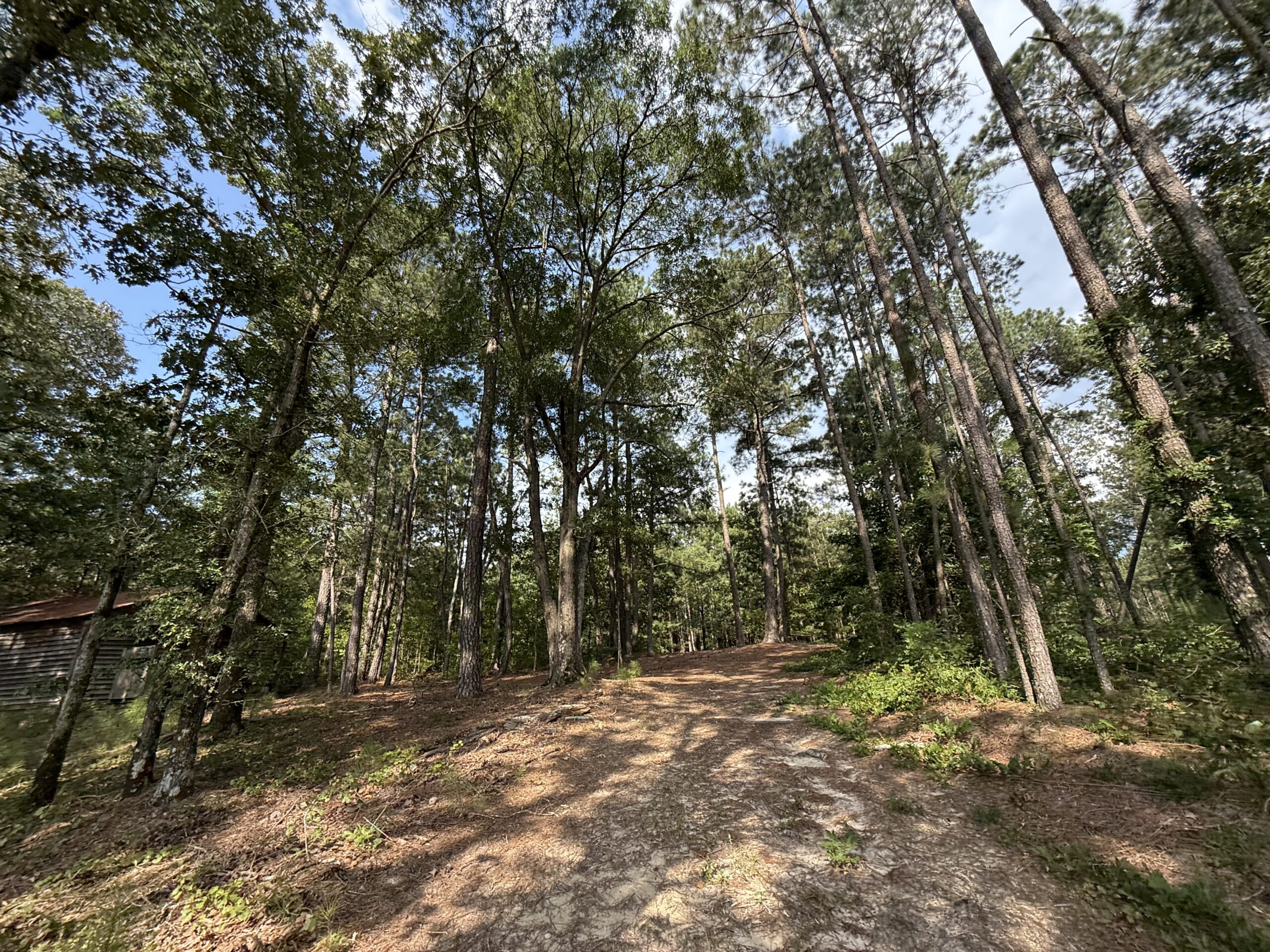 64 acres in Olgethorpe county with an off grid cabin – Ready for deer season!