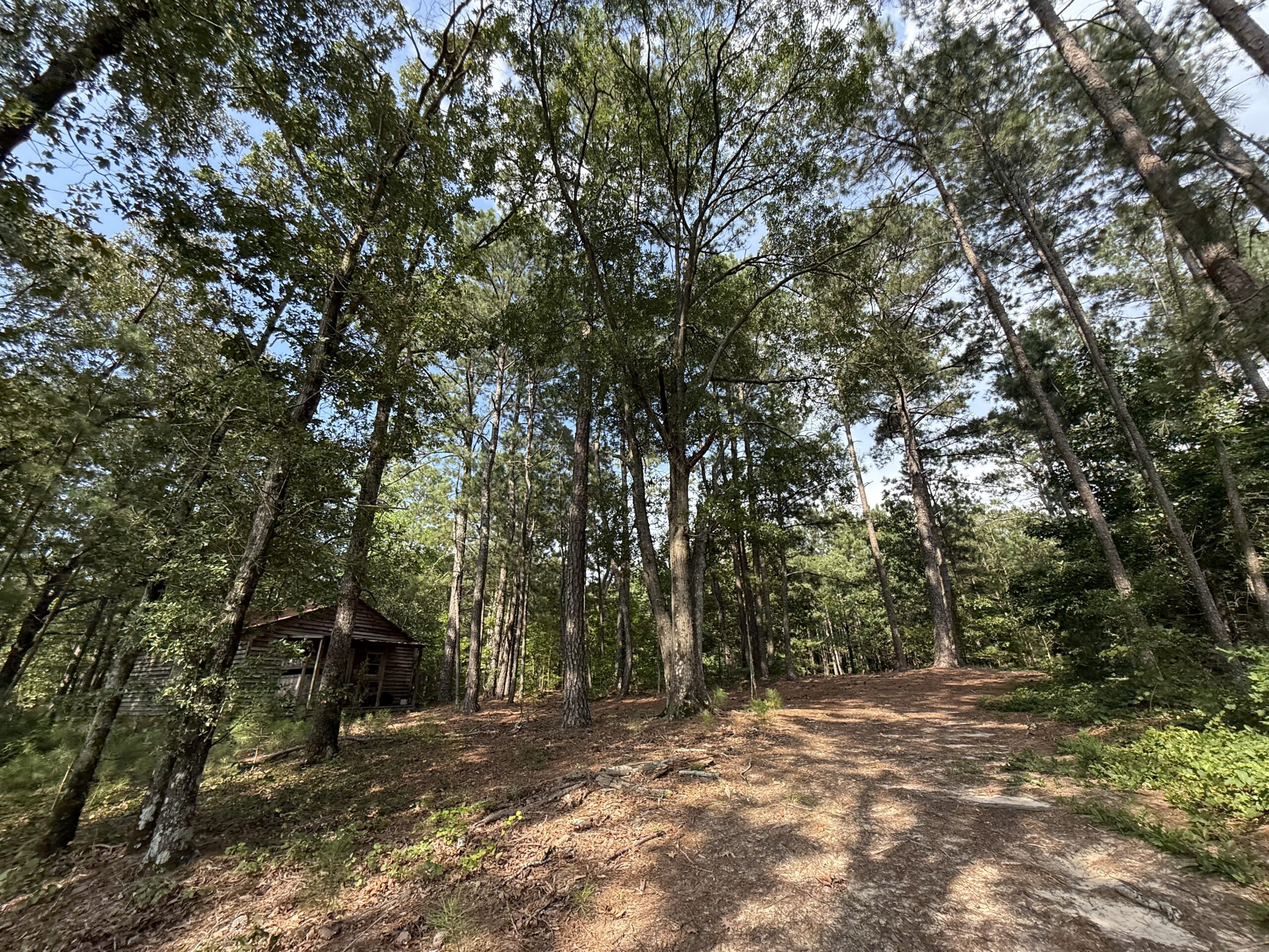 64 acres in Olgethorpe county with an off grid cabin – Ready for deer season!