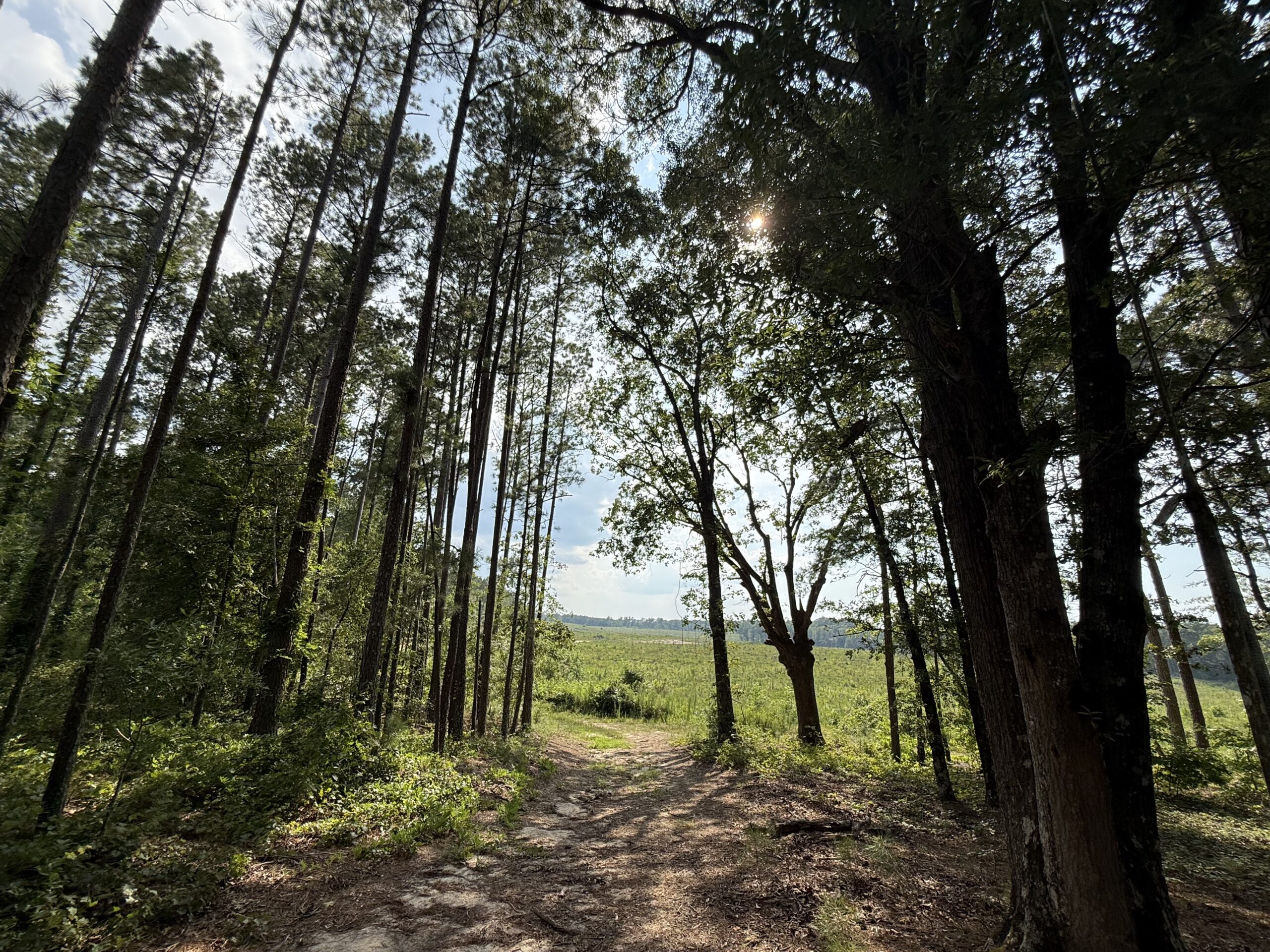 64 acres in Olgethorpe county with an off grid cabin – Ready for deer season!