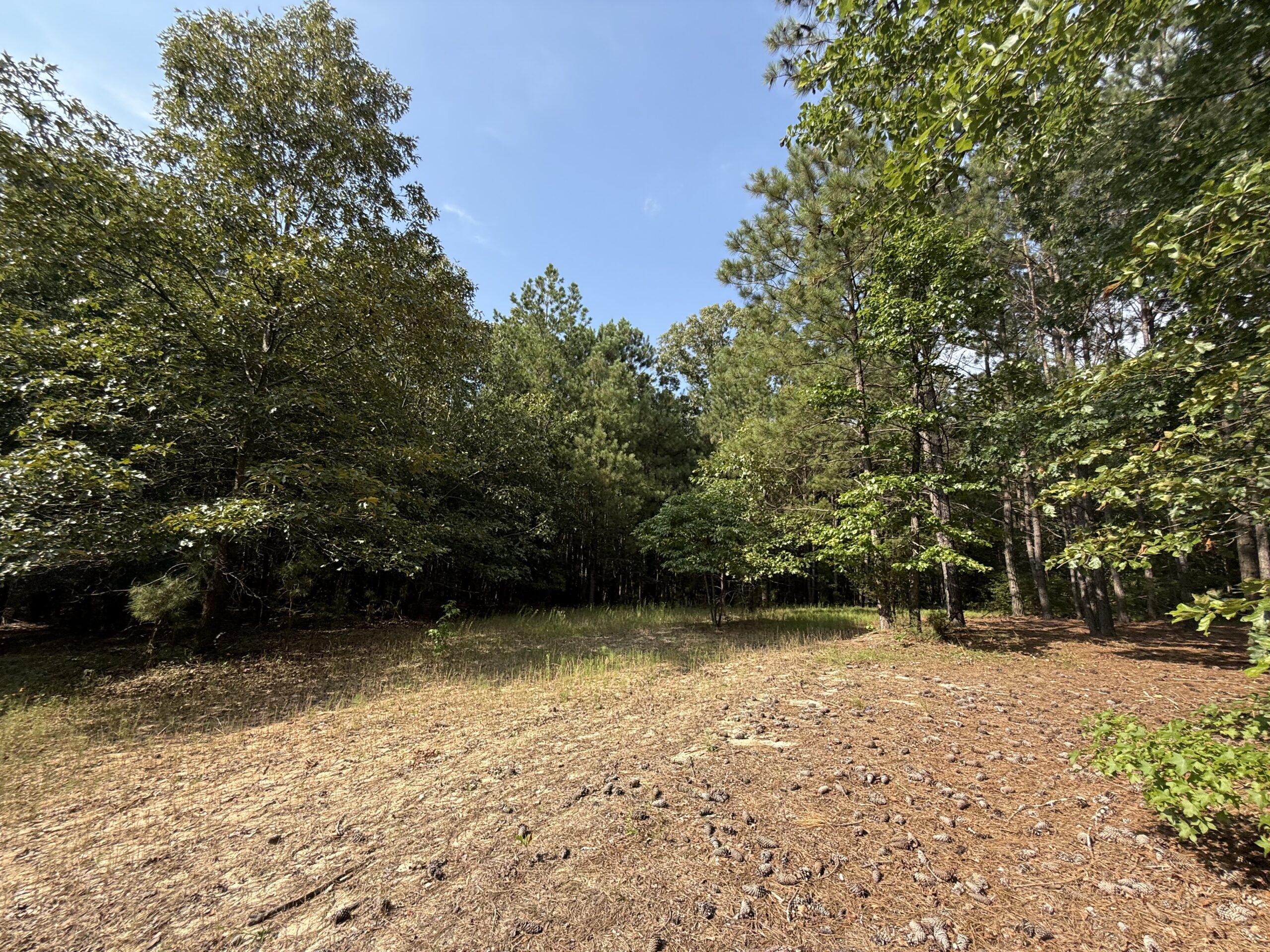 64 acres in Olgethorpe county with an off grid cabin – Ready for deer season!