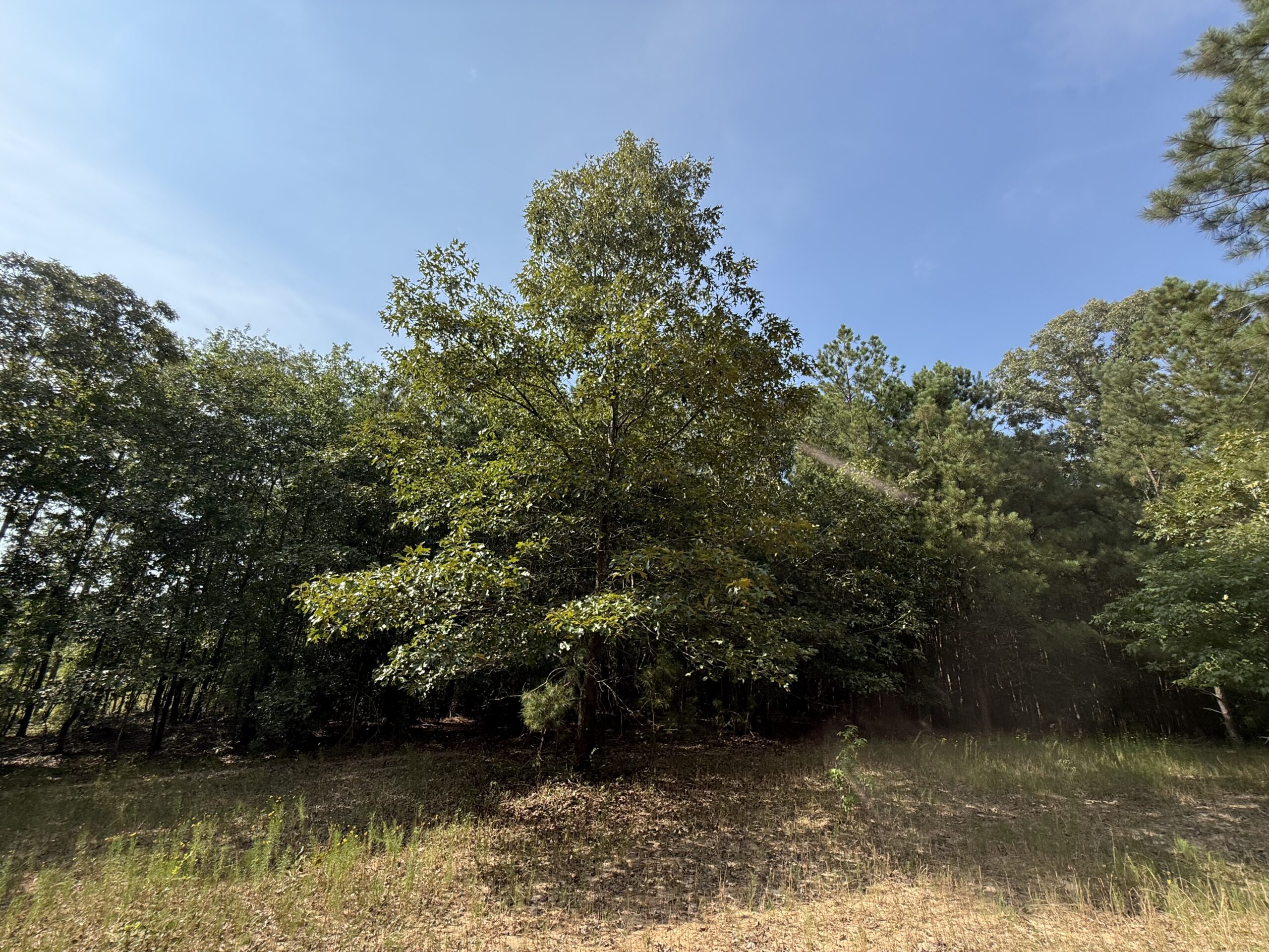 64 acres in Olgethorpe county with an off grid cabin – Ready for deer season!
