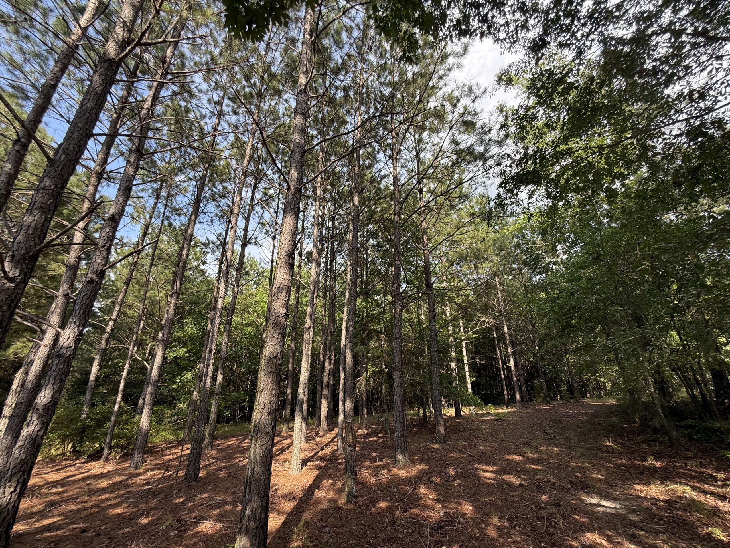 64 acres in Olgethorpe county with an off grid cabin – Ready for deer season!