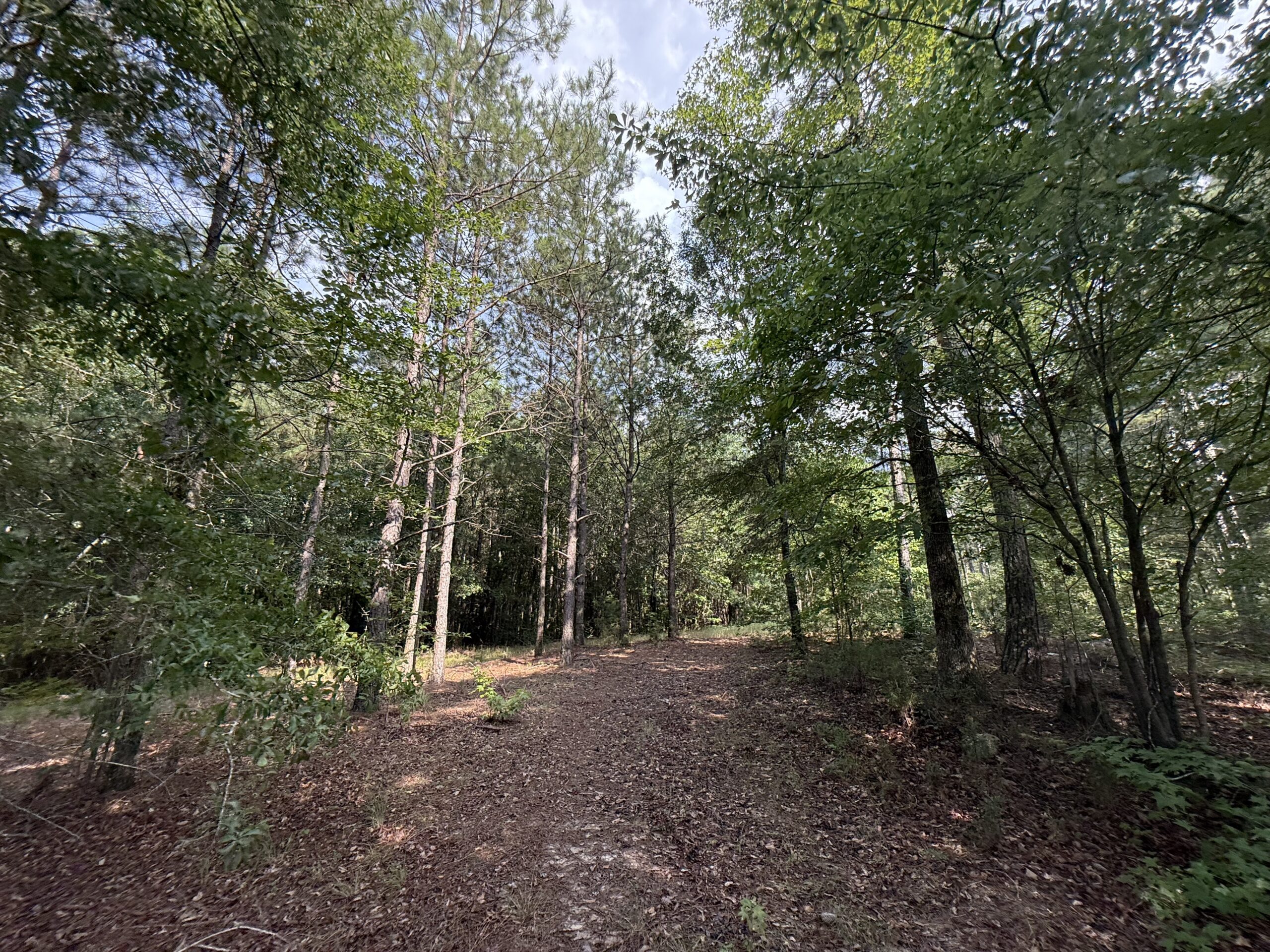 64 acres in Olgethorpe county with an off grid cabin – Ready for deer season!