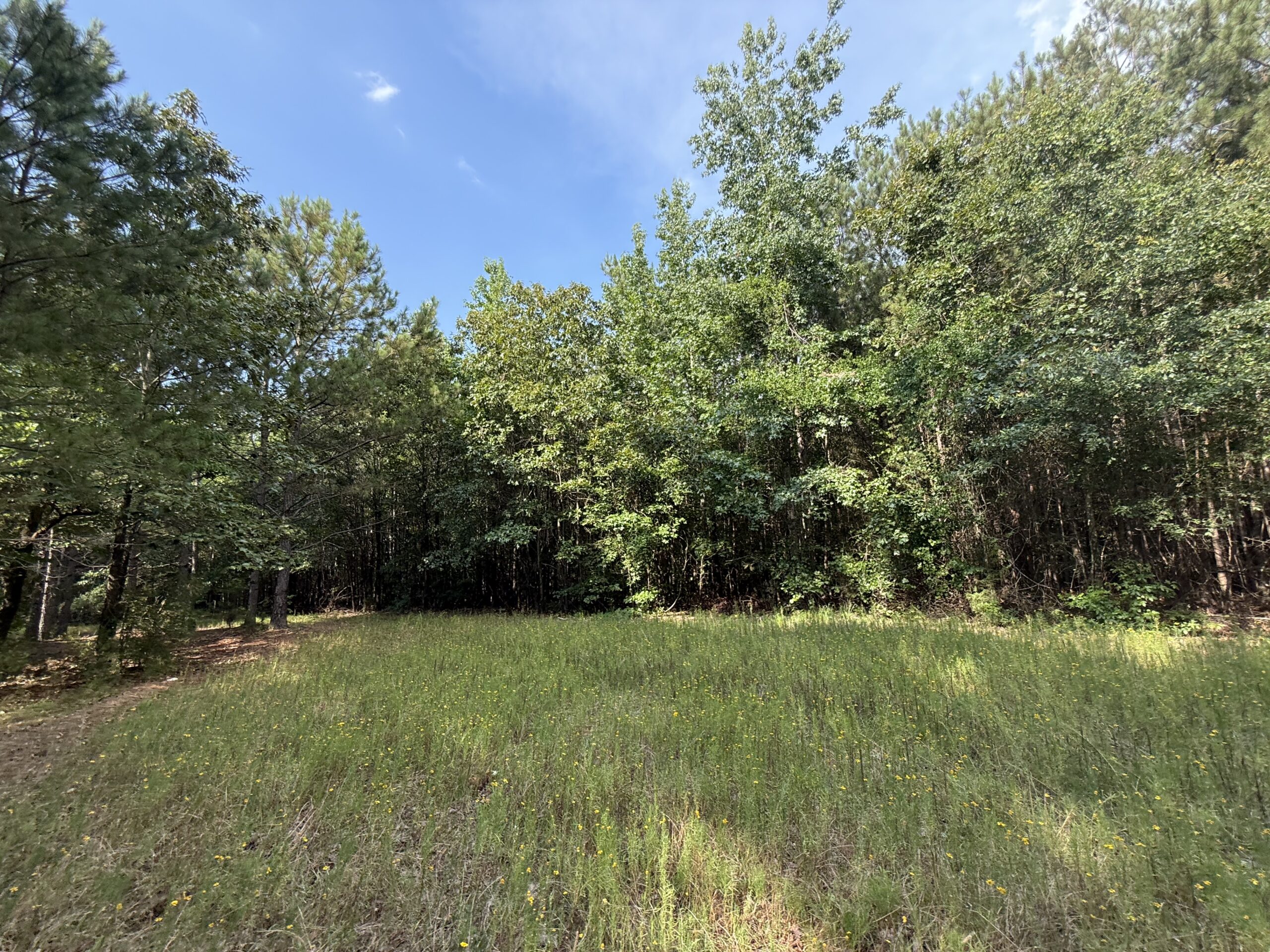 64 acres in Olgethorpe county with an off grid cabin – Ready for deer season!