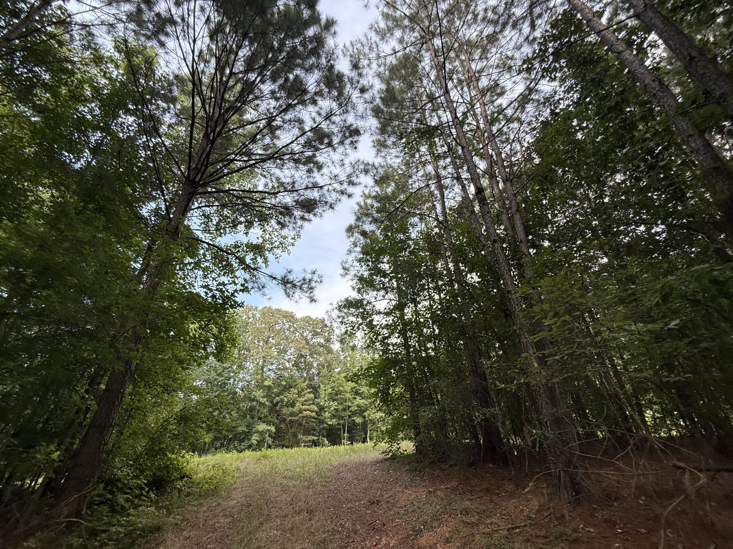 64 acres in Olgethorpe county with an off grid cabin – Ready for deer season!
