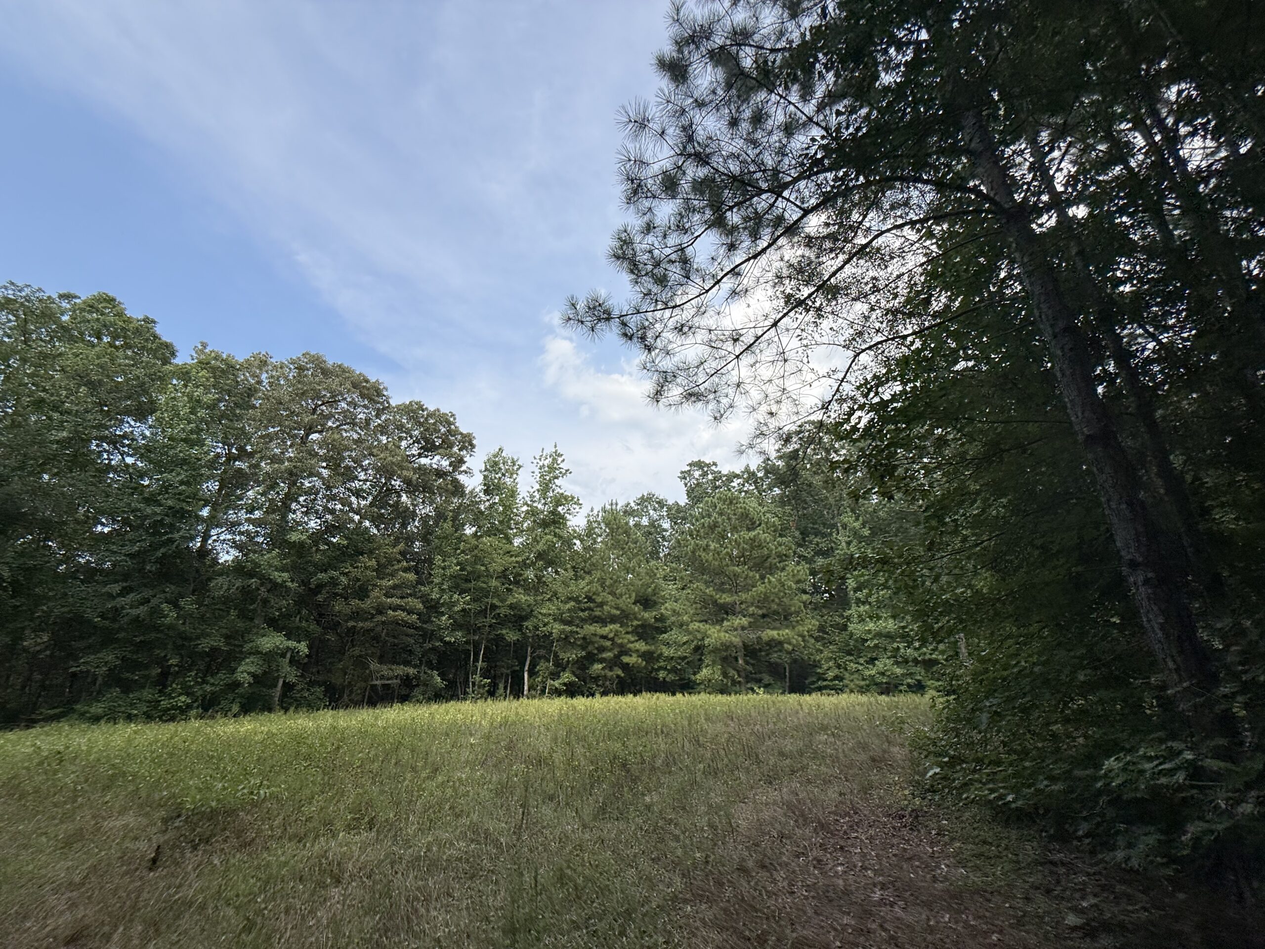 64 acres in Olgethorpe county with an off grid cabin – Ready for deer season!