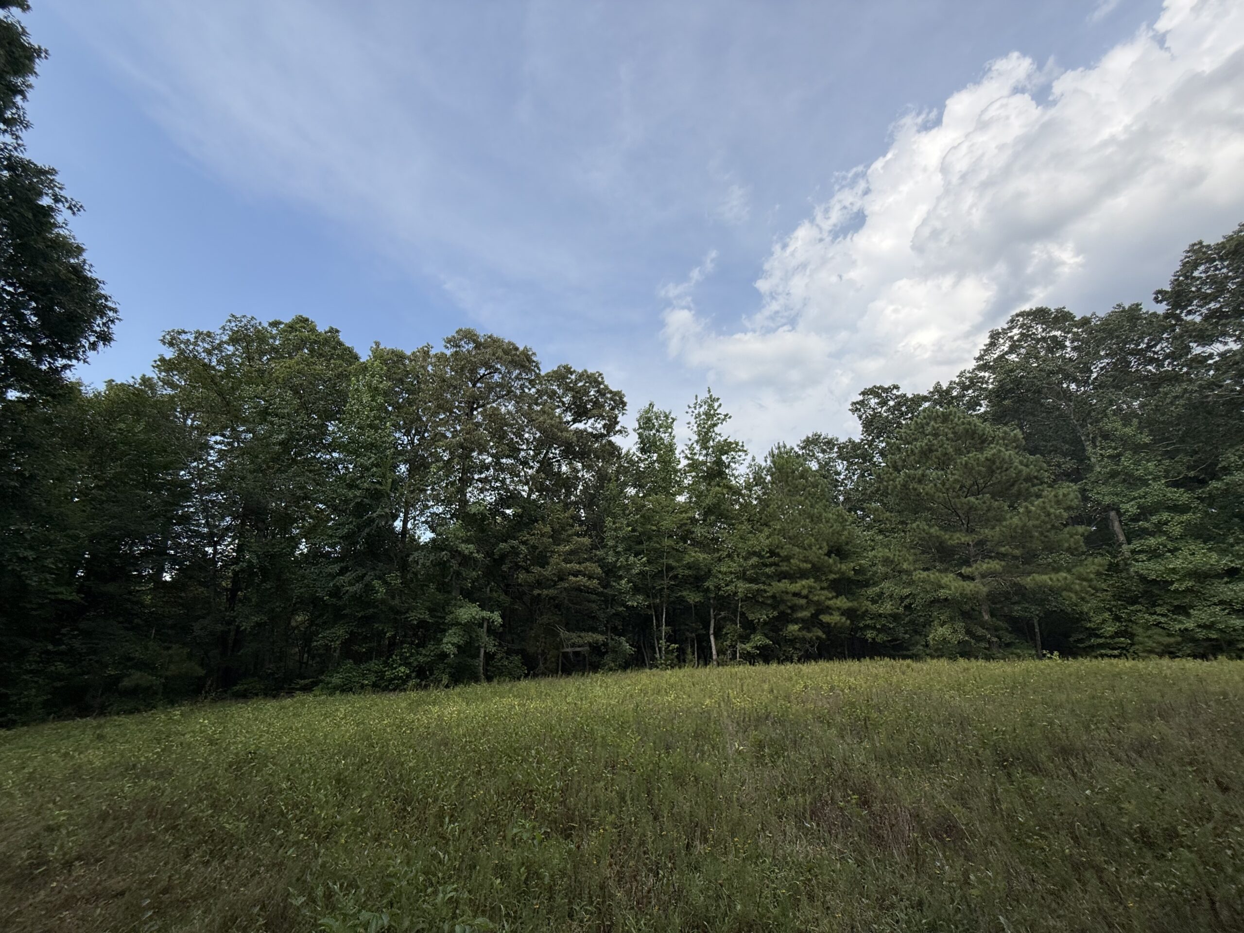 64 acres in Olgethorpe county with an off grid cabin – Ready for deer season!