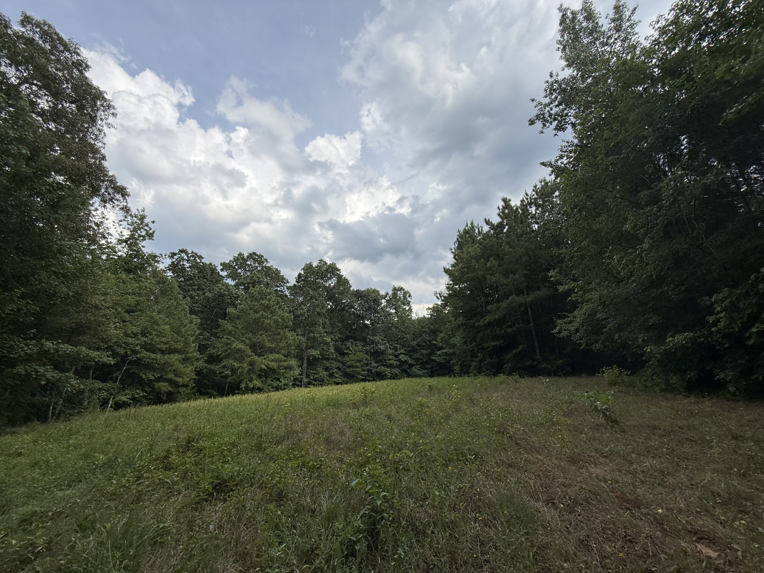64 acres in Olgethorpe county with an off grid cabin – Ready for deer season!