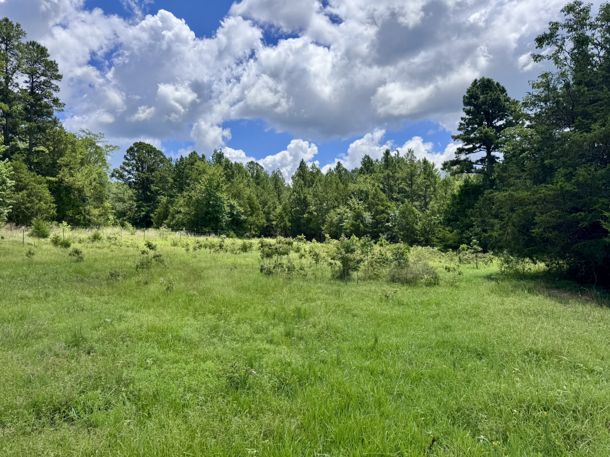 LAND FOR SALE IN THE OZARK MOUNTAINS OF ARKANSAS