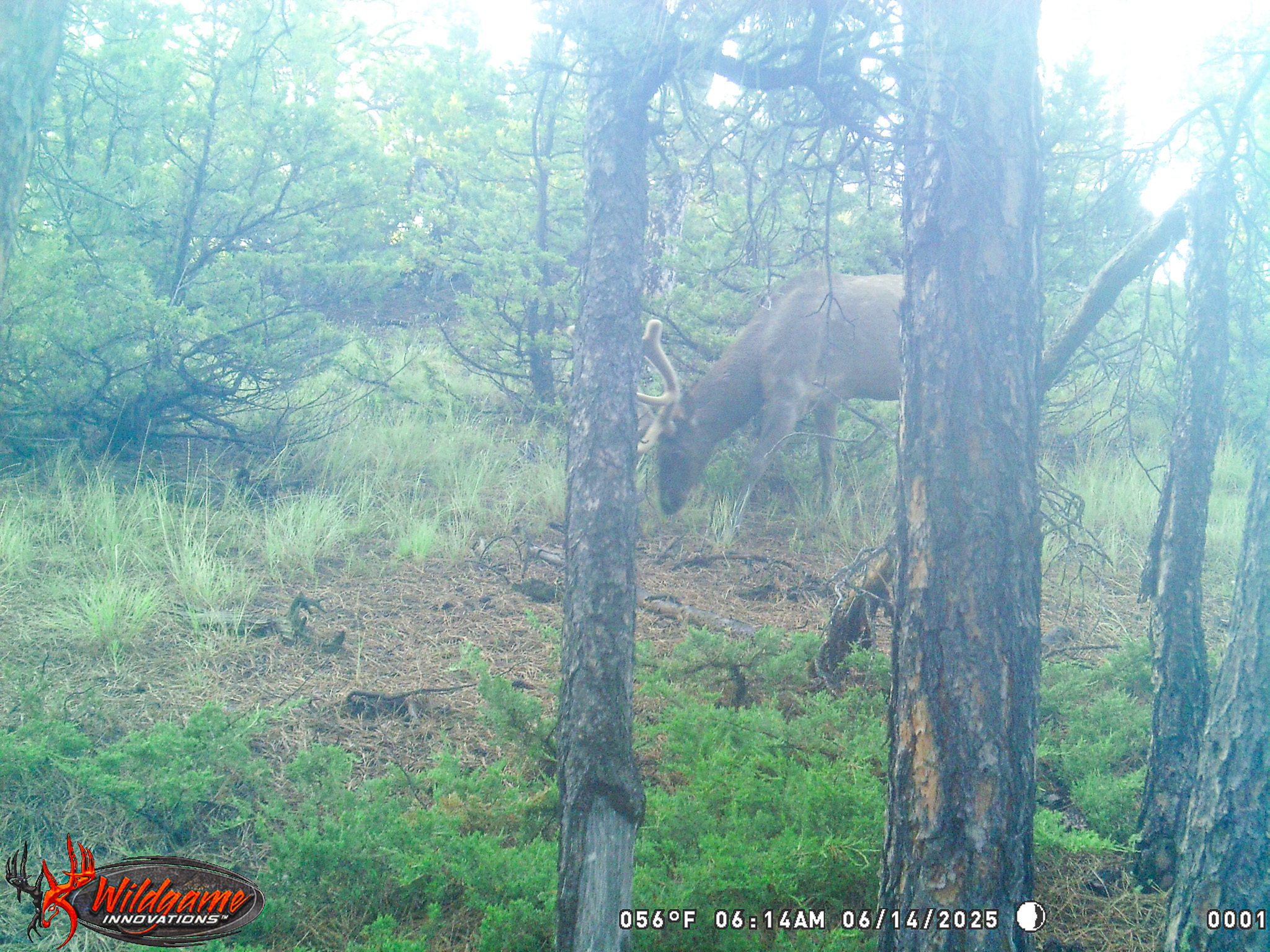 Bull Mountains Elk Camp | Melstone, MT