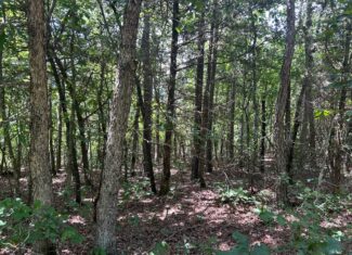 134 Acres For Sale in the Ozark Mountains