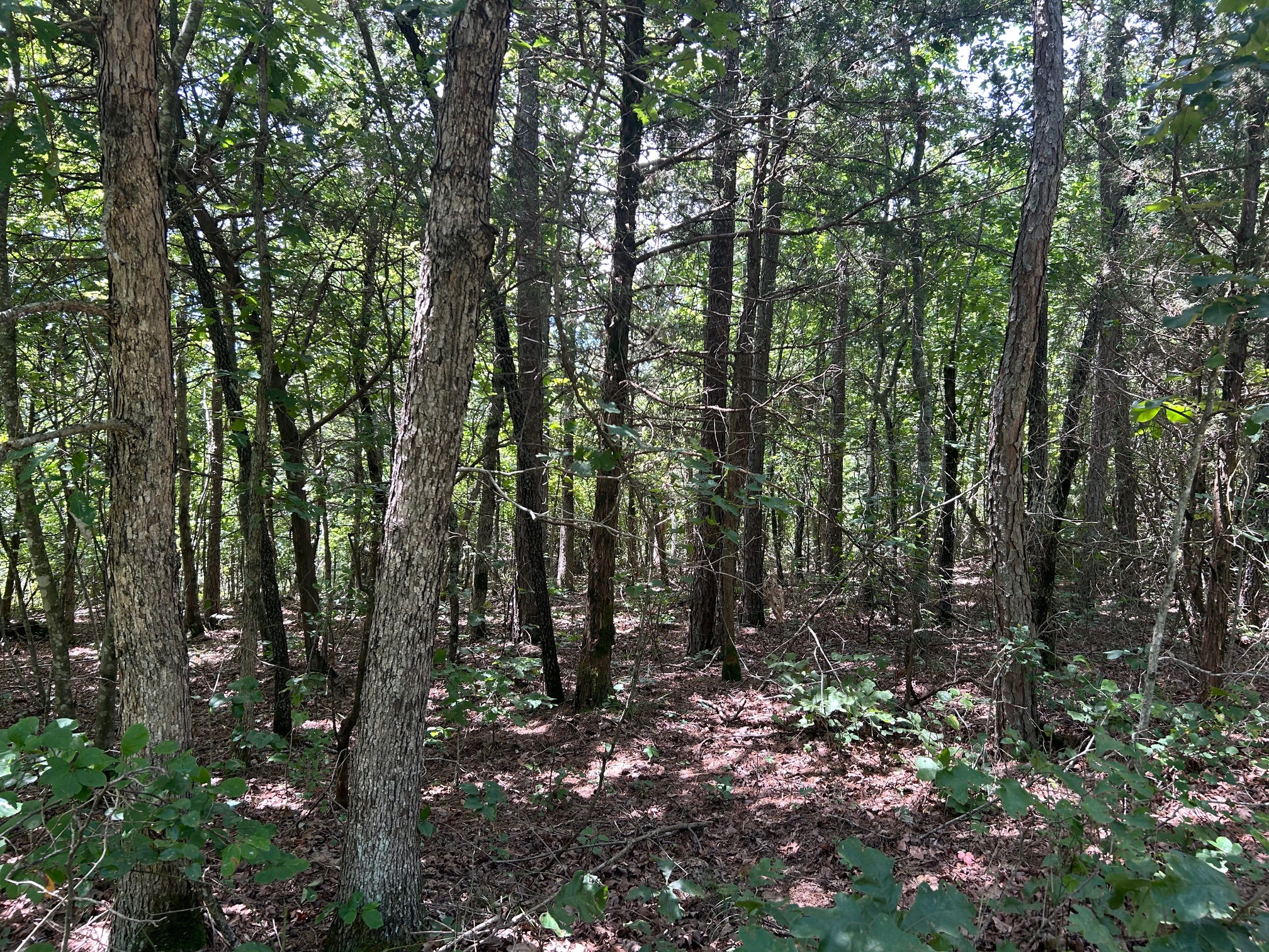134 Acres For Sale in the Ozark Mountains
