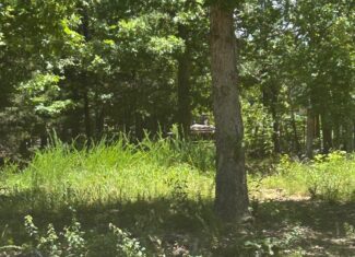 134 Acres For Sale in the Ozark Mountains