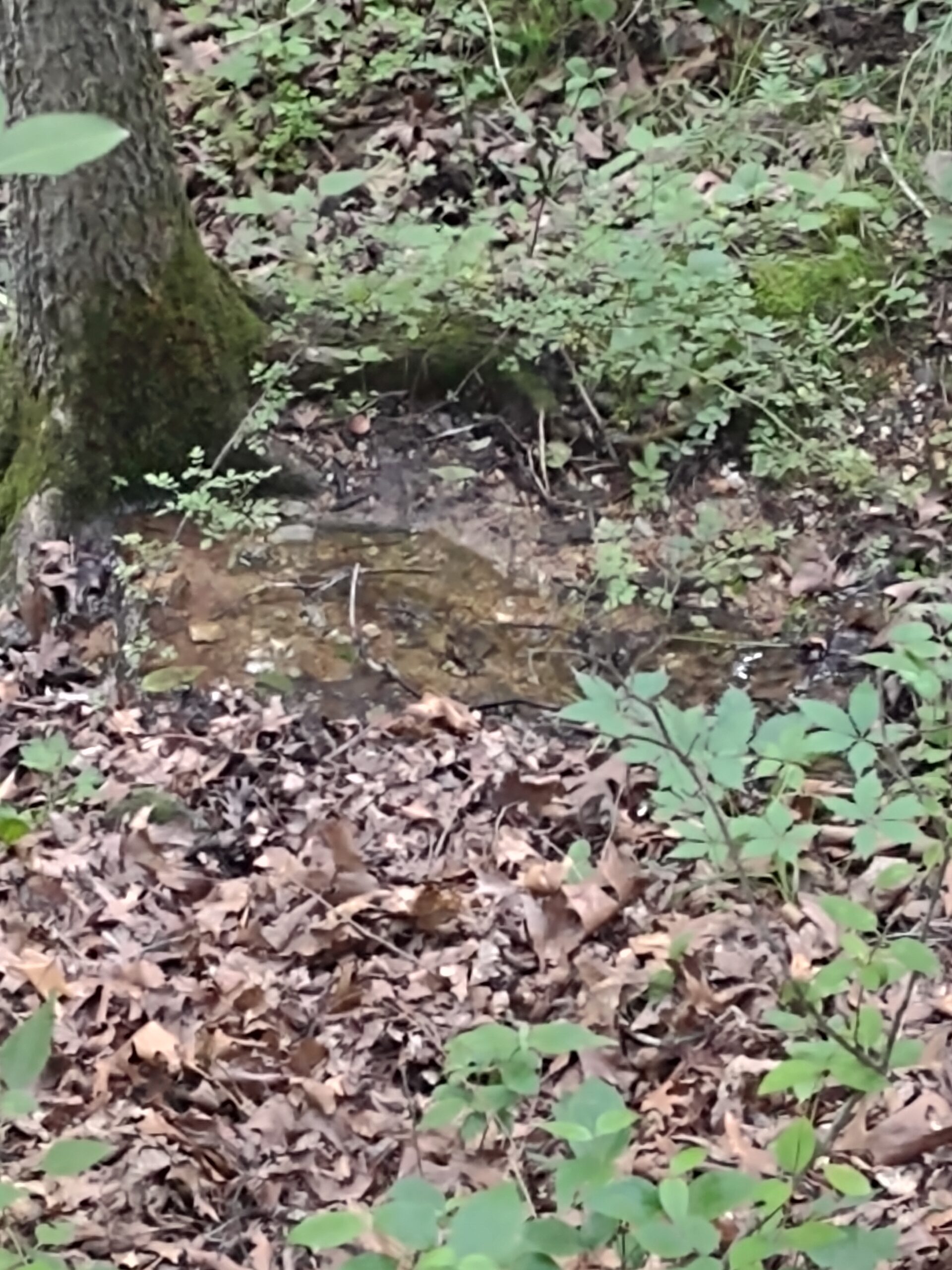 Vacant Hunting Land For Sale in Laclede County, Falcon, Missouri