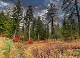 1200 Ac ~ 4 contiguous Parcels in Stevens County, WA just Minutes from Long Lake