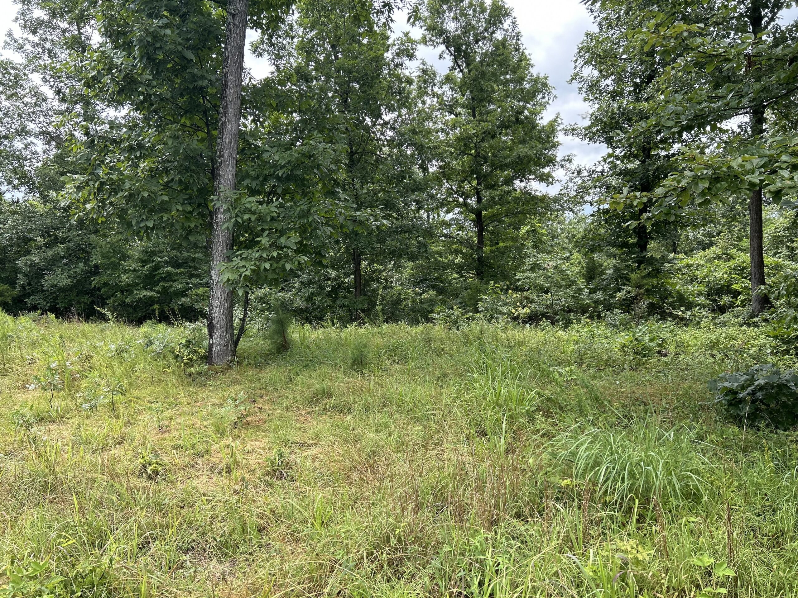 Secluded Wooded Acreage in the Missouri Ozarks