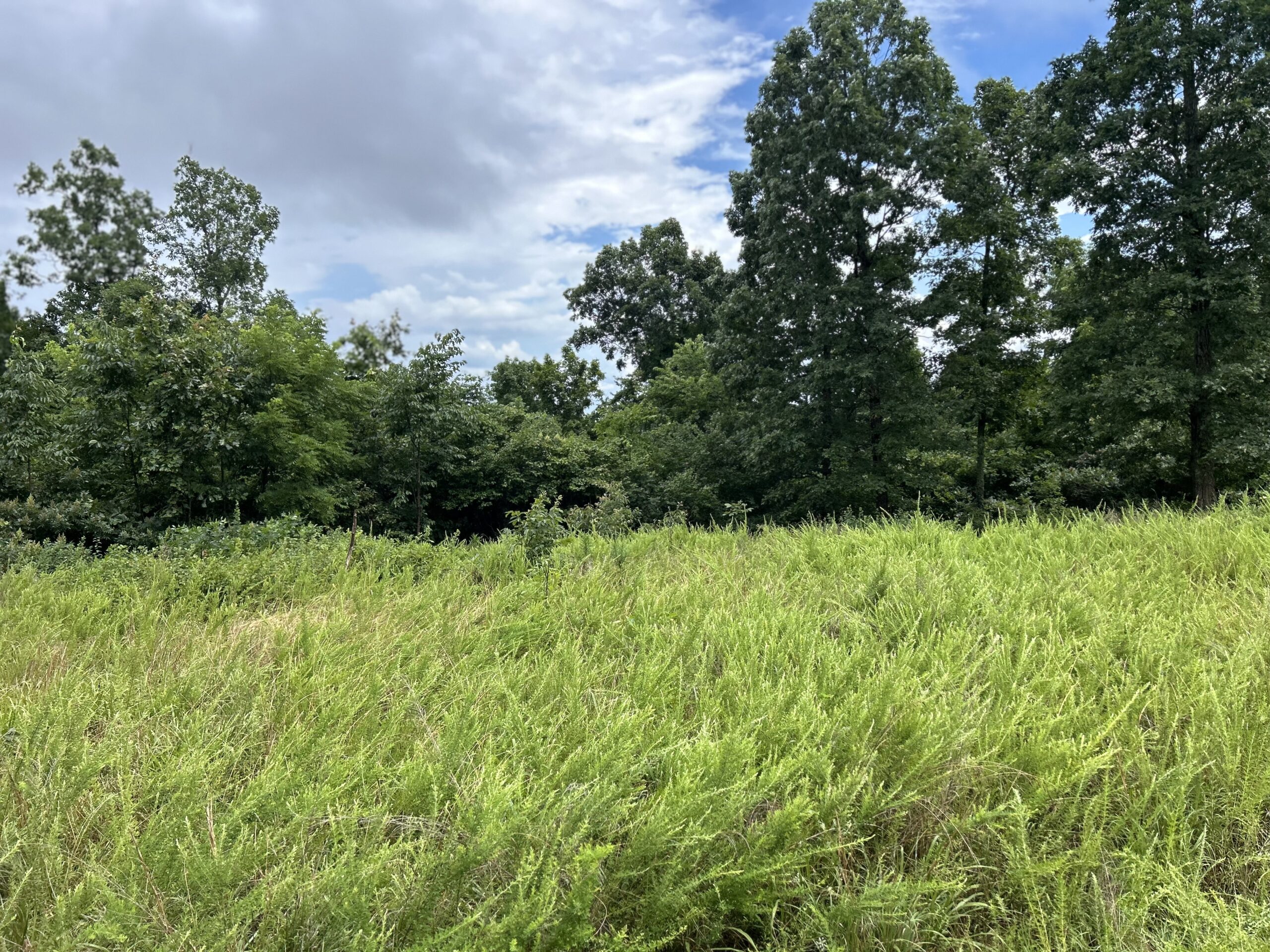 Secluded Wooded Acreage in the Missouri Ozarks