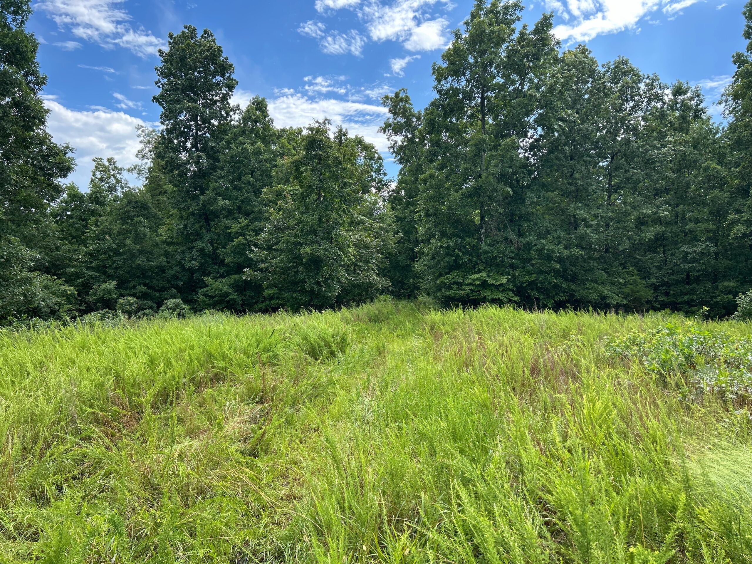 Secluded Wooded Acreage in the Missouri Ozarks